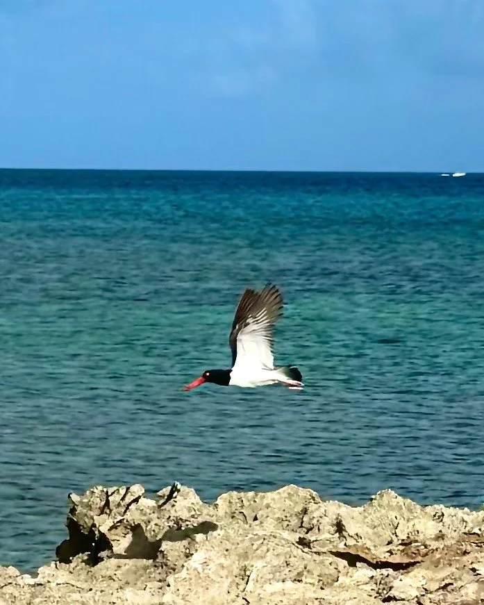 Catch flights, not feelings 🐦☁️ Spotted this gorgeous American Oystercatcher soaring over the coastline&mdash;just one of the many wildlife encounters waiting for you on our tours. 

#SillyCreekAdventures #Birdwatching #NatureLovers #IslandWildlife