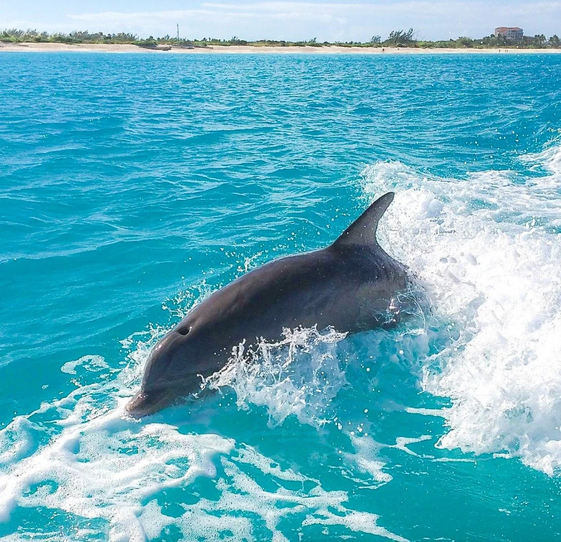 Every dolphin sighting reminds us why we protect these waters. From reef-safe sunscreen to reusable cups, we&rsquo;re committed to keeping Turks &amp; Caicos oceans thriving for generations to come. 🌊💙

#TurksAndCaicos #SillyCreekWaterSports #Prote