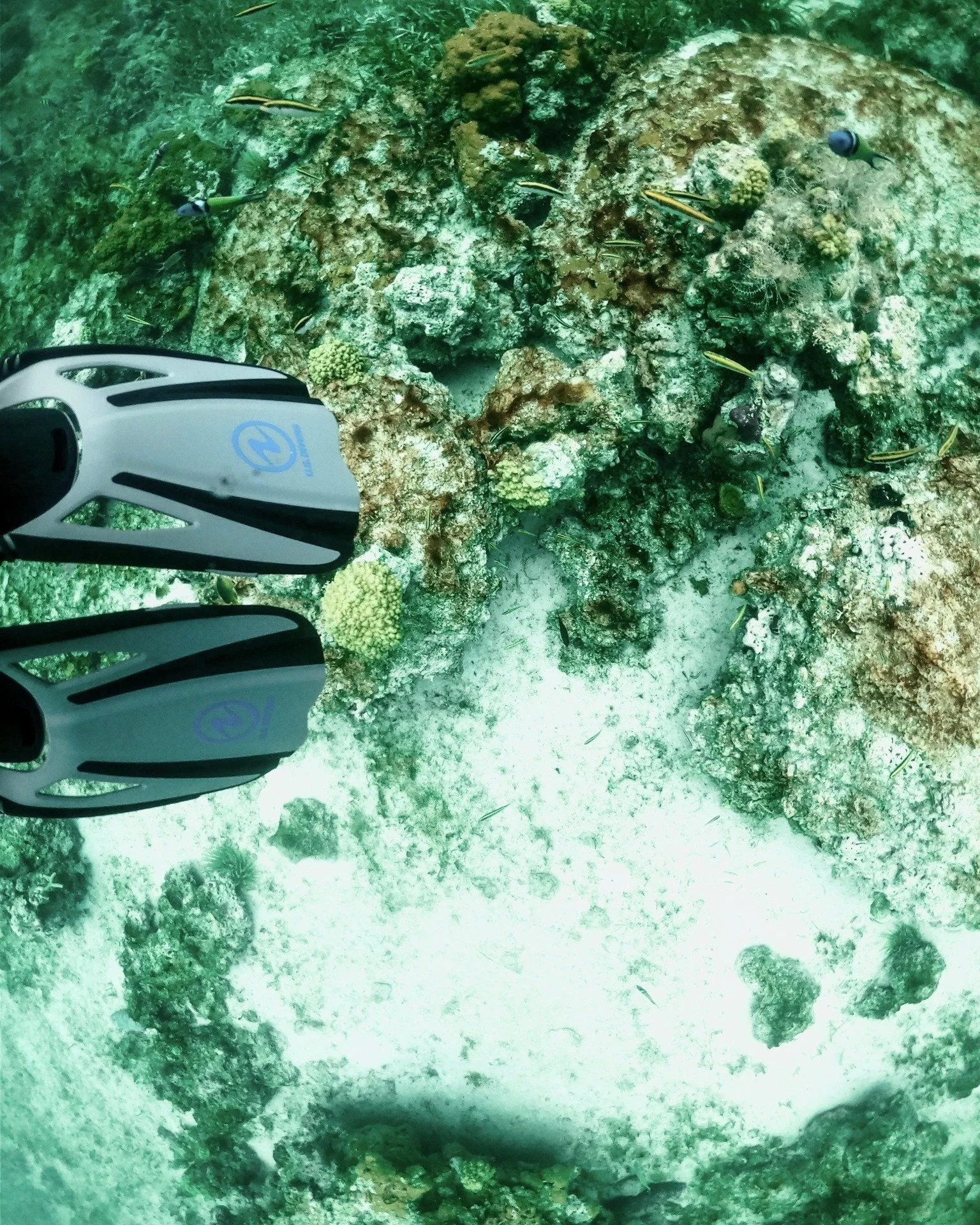 Flippers on and ready! 🤿 
At Silly Creek Water Sports, we take you far from the crowds of Grace Bay into shallow, crystal-clear reefs teeming with color. Whether you&rsquo;re a beginner or seasoned snorkeler, our crew is here to make you feel safe a