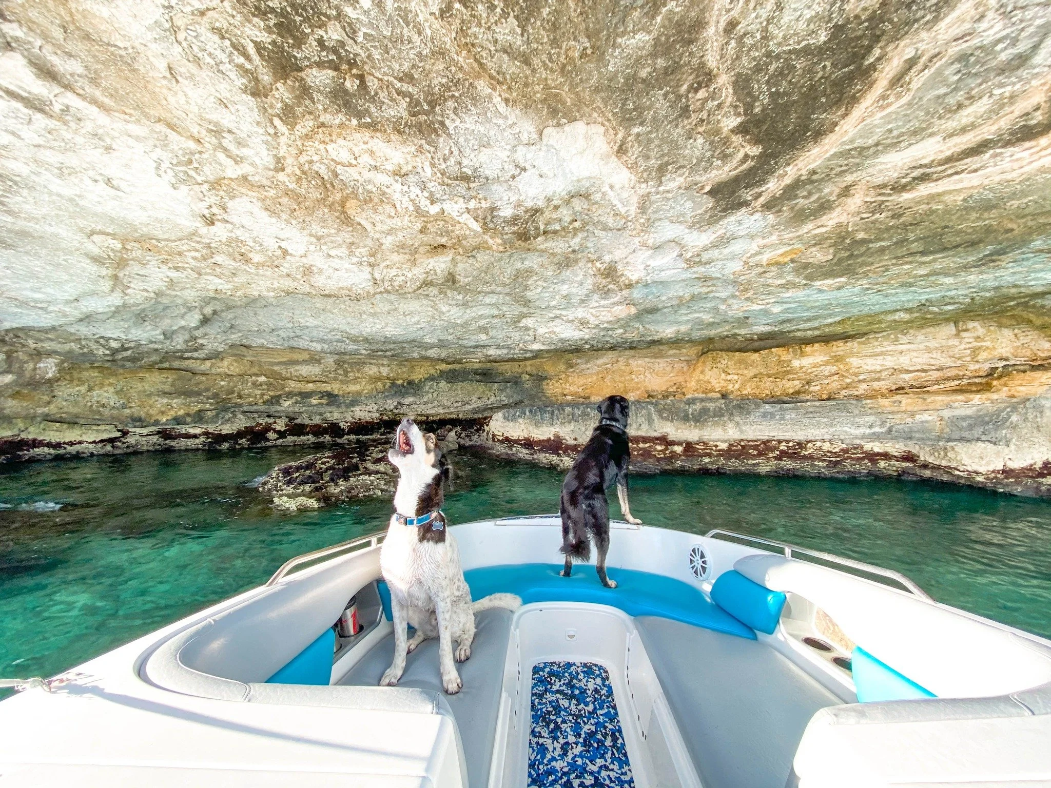 Fur, sun &amp; salty air 🐾💦 Some guests come with fins, others with paws, and we love them all! At Silly Creek, every adventure is family-friendly, dog-approved, and full of island joy.

#DogsofTurksAndCaicos #SillyCreekWaterSports #TurksAndCaicos