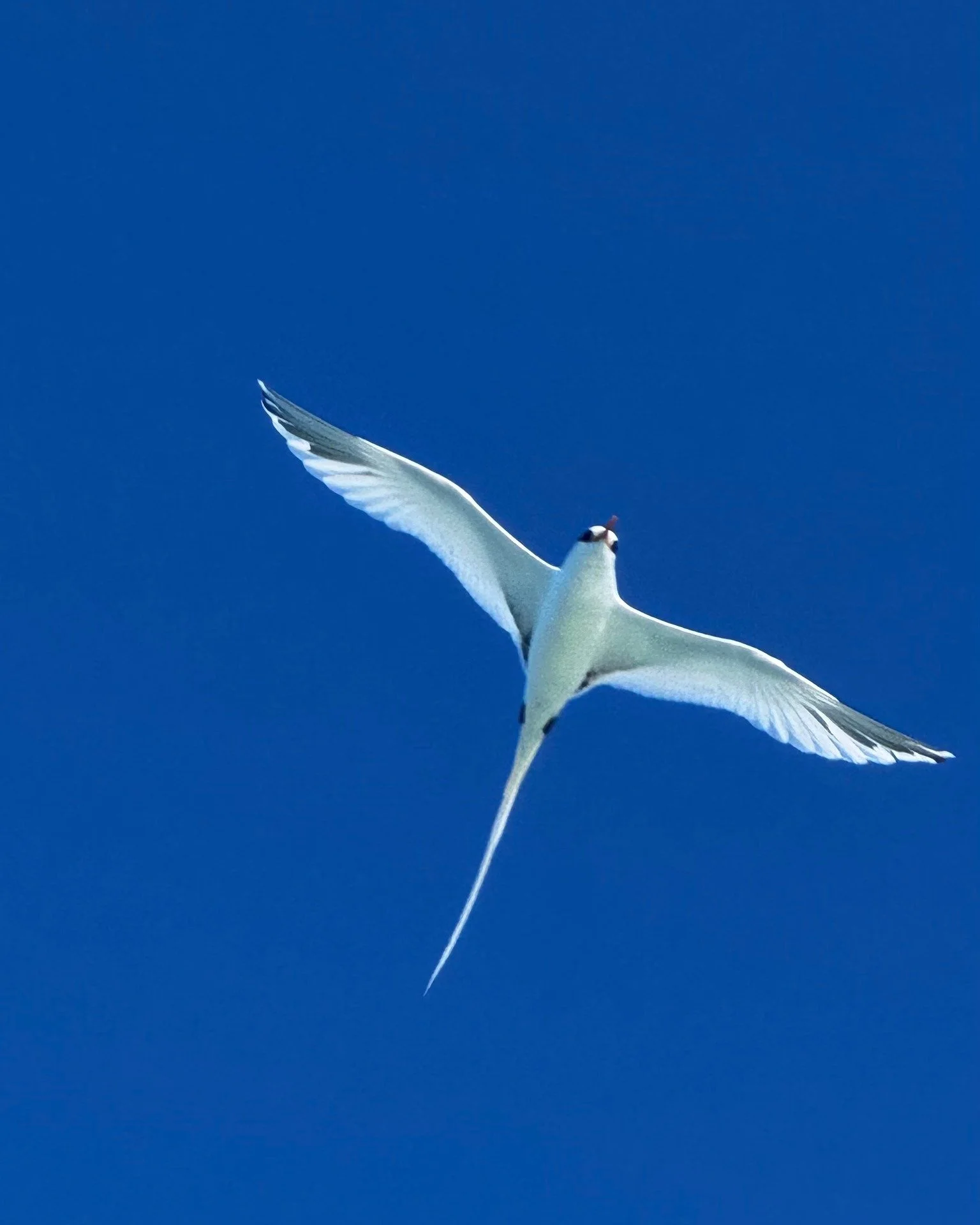 Freedom above turquoise horizons 🕊️✨ The south and west sides of Provo are home to incredible wildlife, from ospreys to herons, you&rsquo;ll see nature in its purest form.

Can you tell which bird this is? Comment your guesses below! 👀🩵

#TurksAnd