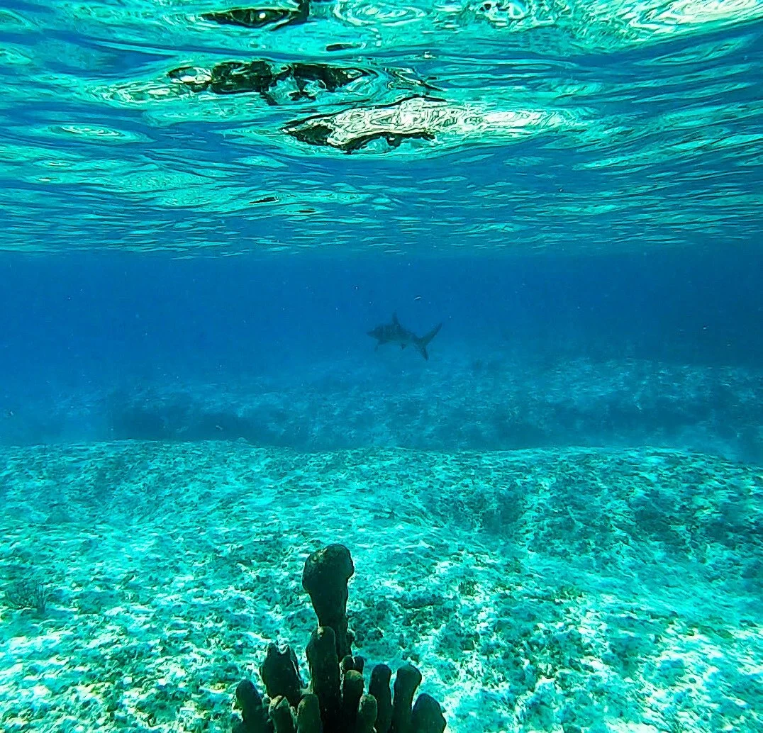 A world of coral gardens, shimmering fish, and gentle reef sharks. 🤿 

With Silly Creek, you&rsquo;ll explore areas other boats can&rsquo;t reach, untouched and unbelievably clear.

#SnorkelingParadise #SillyCreekWaterSports #TurksAndCaicos #MarineL