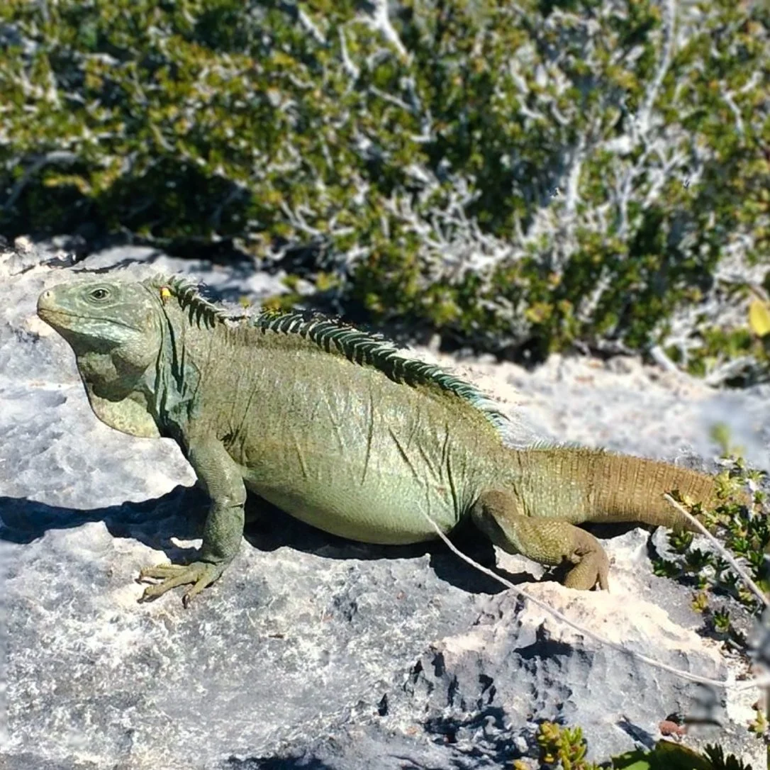 Meet one of the island&rsquo;s most iconic residents 🦎
The protected rock iguanas of Bay Cay are curious, gentle and unforgettable to meet during Silly Creek&rsquo;s private boat charters. Our crew shares their conservation story and helps guests ex