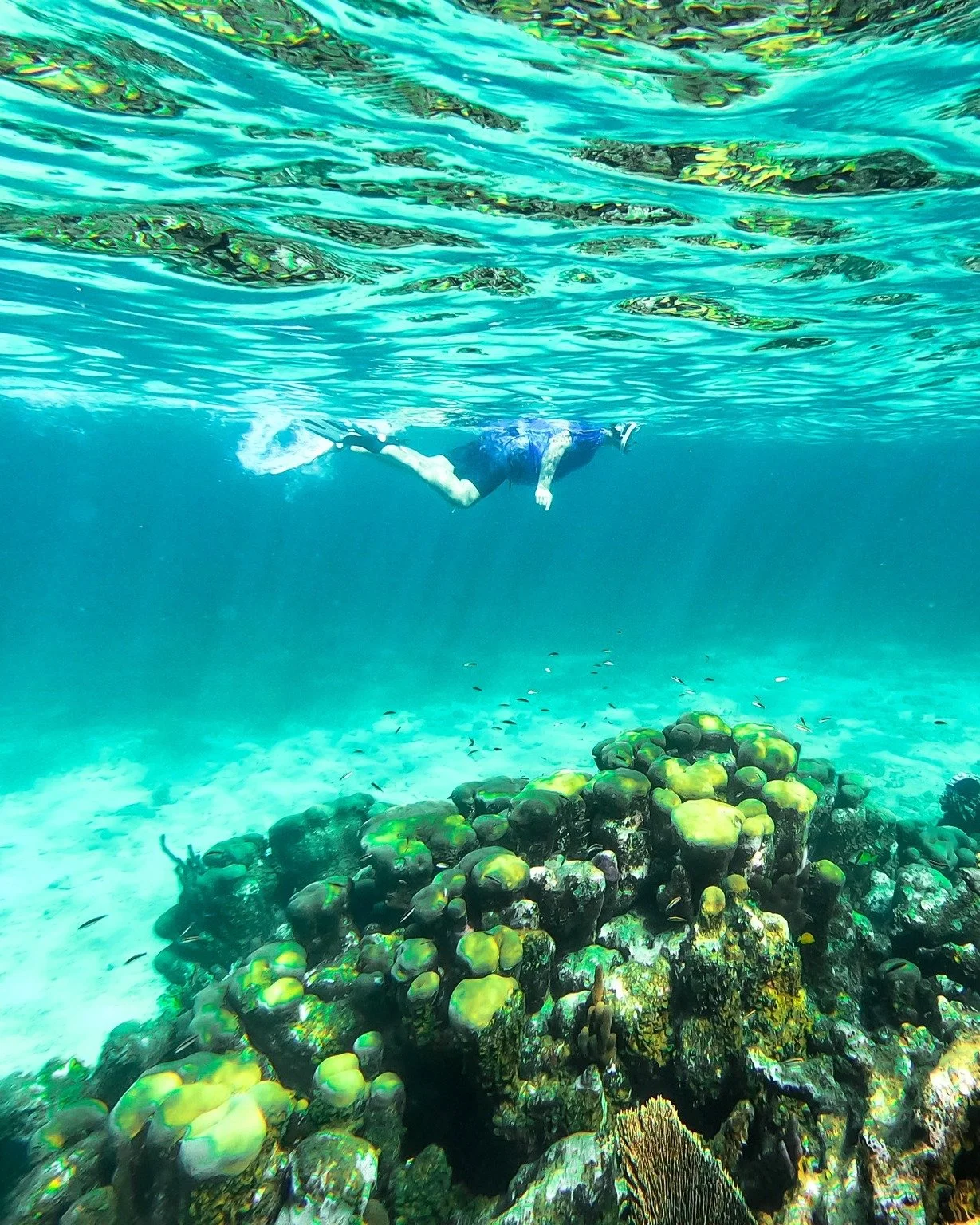 Discover what lives under the surface 🤿
Snorkel vibrant coral gardens and swim alongside tropical fish, rays and reef sharks in some of the calmest waters in Turks and Caicos. Our crew knows the best hidden snorkelling spots and guides you every ste