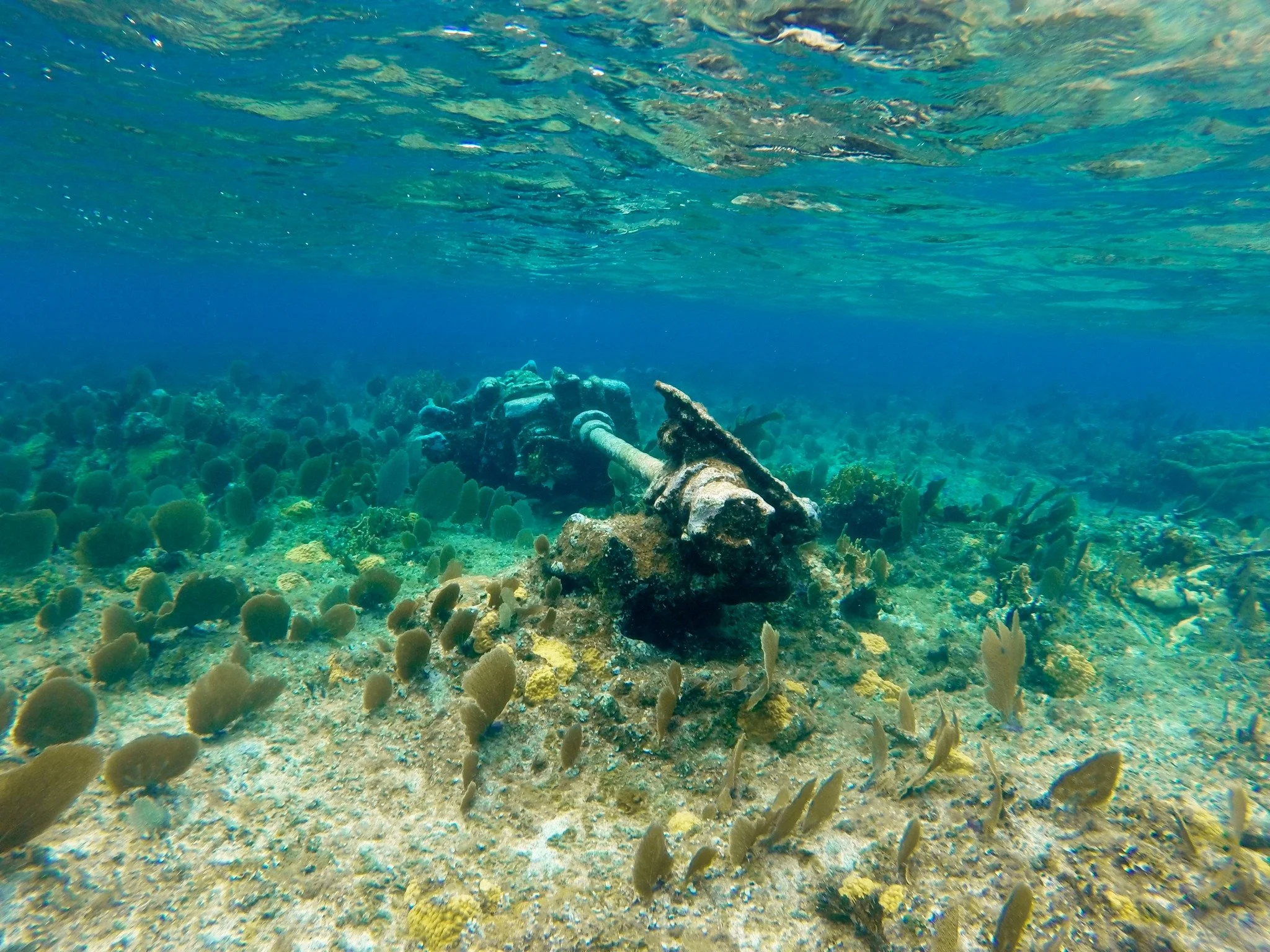 From schools of fish to healthy coral formations, the underwater world here is something we take pride in protecting. Reef safe practices and respect for marine life are always part of the Silly Creek experience.🐠

#MarineLifeTCI #SillyCreekWaterSpo