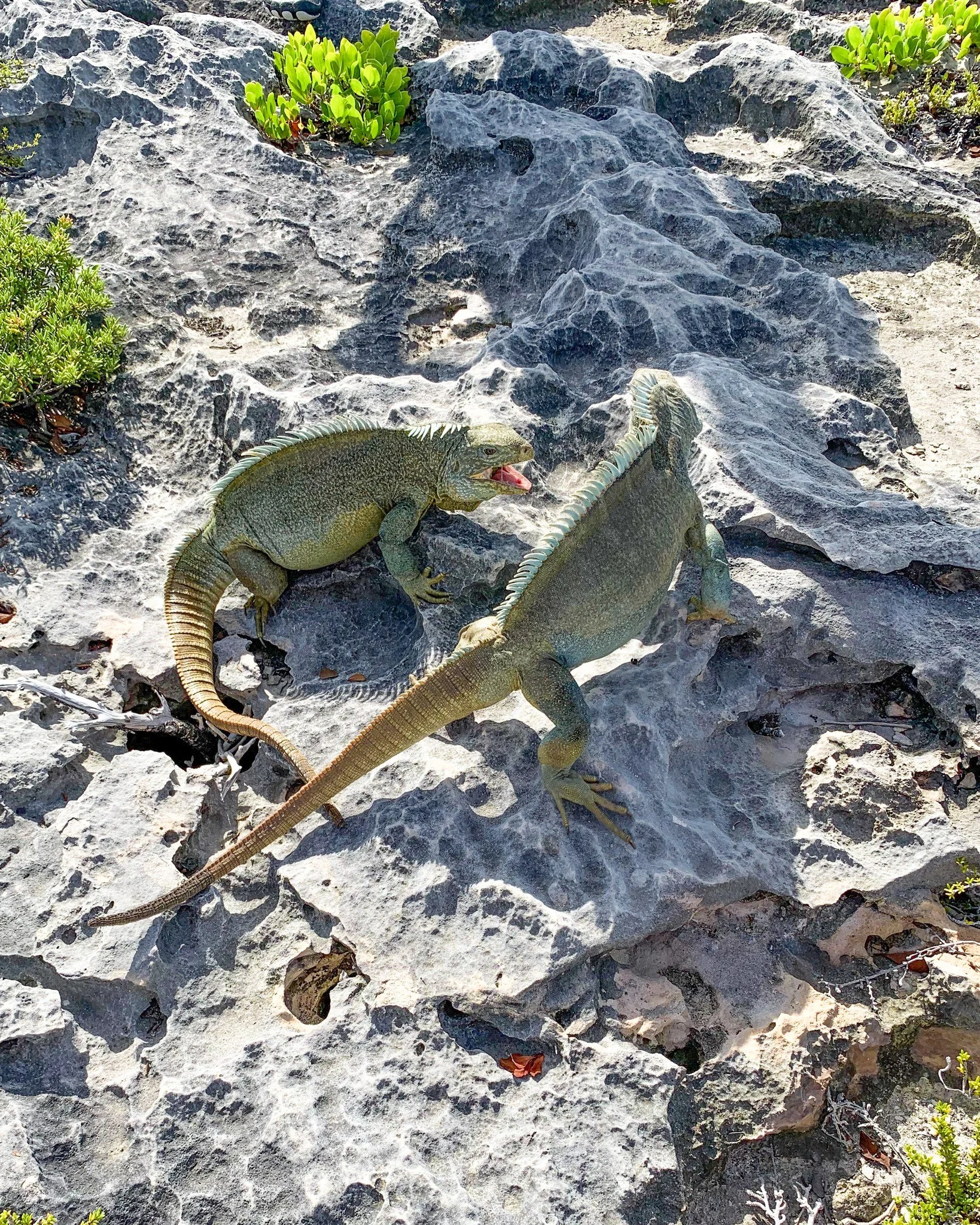 The rock iguanas of Bay Cay are endangered and protected, and meeting them is a special part of our exploring excursions. Our crew loves sharing their story and helping guests understand why conservation matters.🦎

#IguanaIsland #SillyCreekWaterSpor