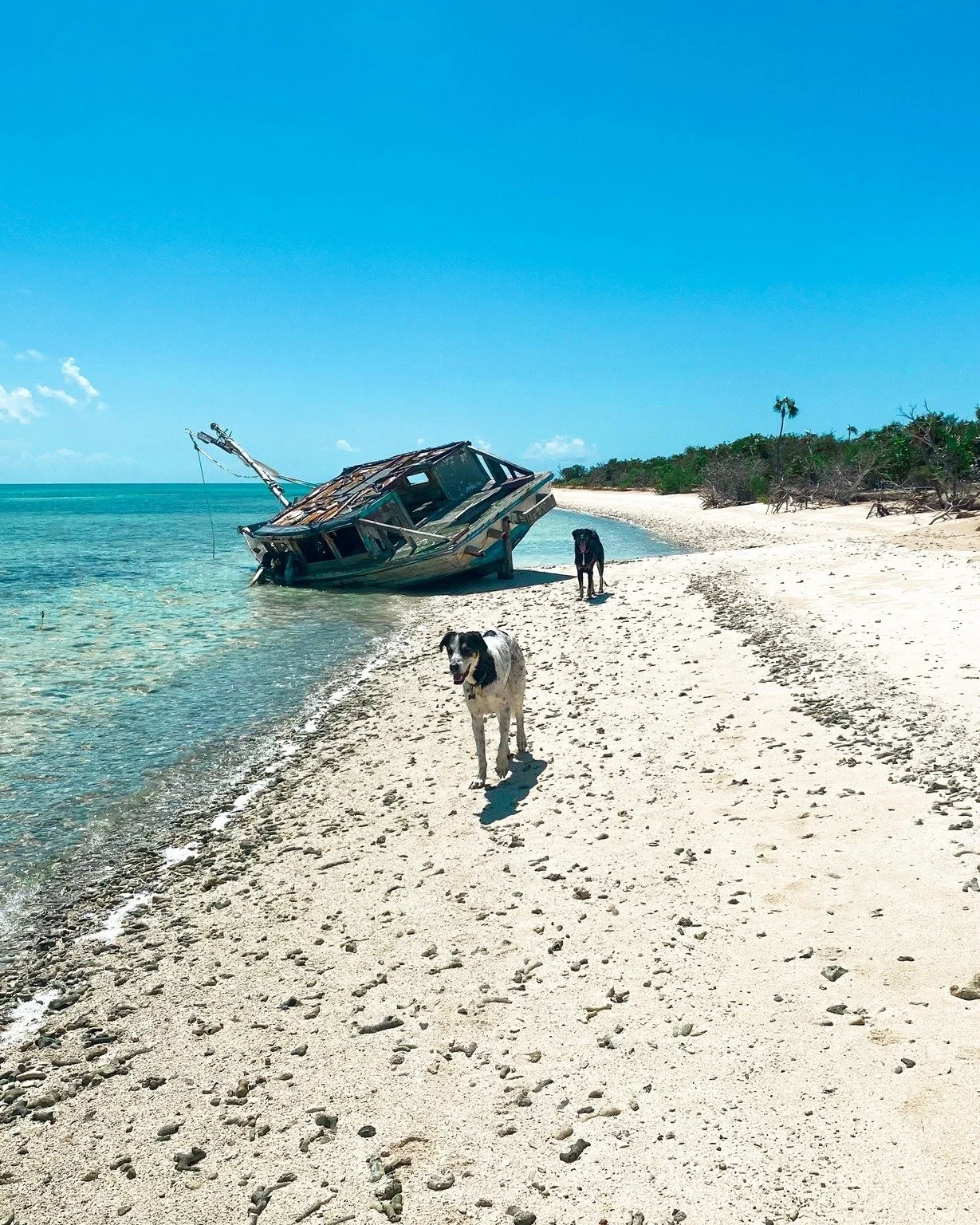 Paw prints and sandy toes 🐾

#TurksAndCaicos #BeachDay #SillyCreekWaterSports