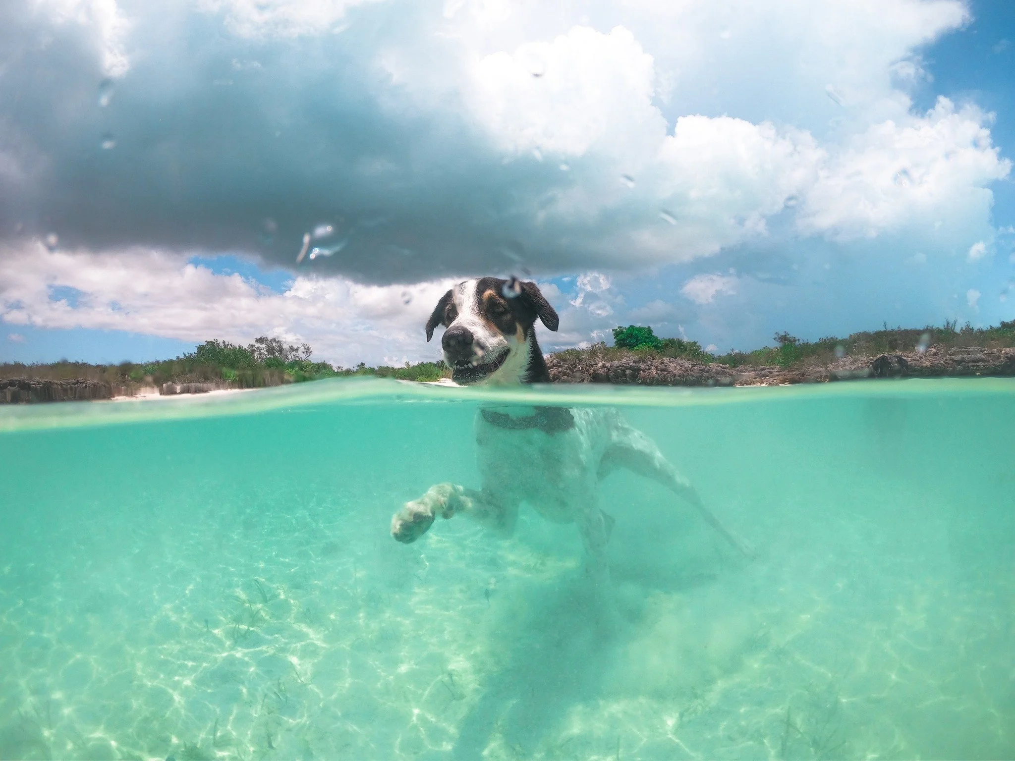 Four legged fun in paradise 🐾

#TurksAndCaicos #BeachDay #SillyCreekWaterSports