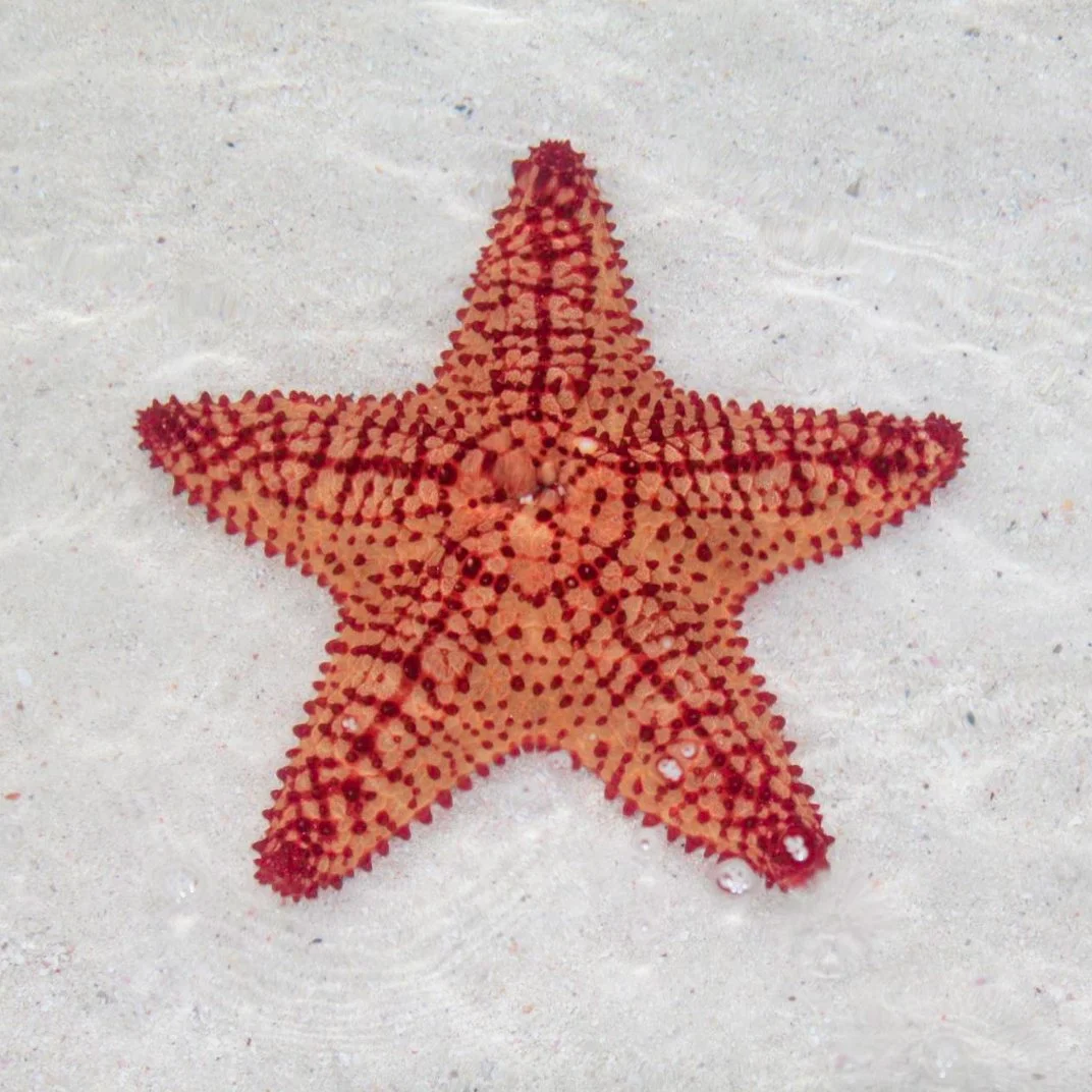 Little details make the biggest memories ⭐
Shallow waters and hidden beaches on the west side are full of natural beauty just waiting to be discovered on your private charter.

#TurksAndCaicos #Starfish #SillyCreekWaterSports