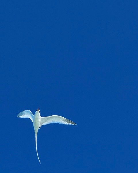 Wildlife is everywhere here 🕊️

#TurksAndCaicos #IslandWildlife #SillyCreekWaterSports