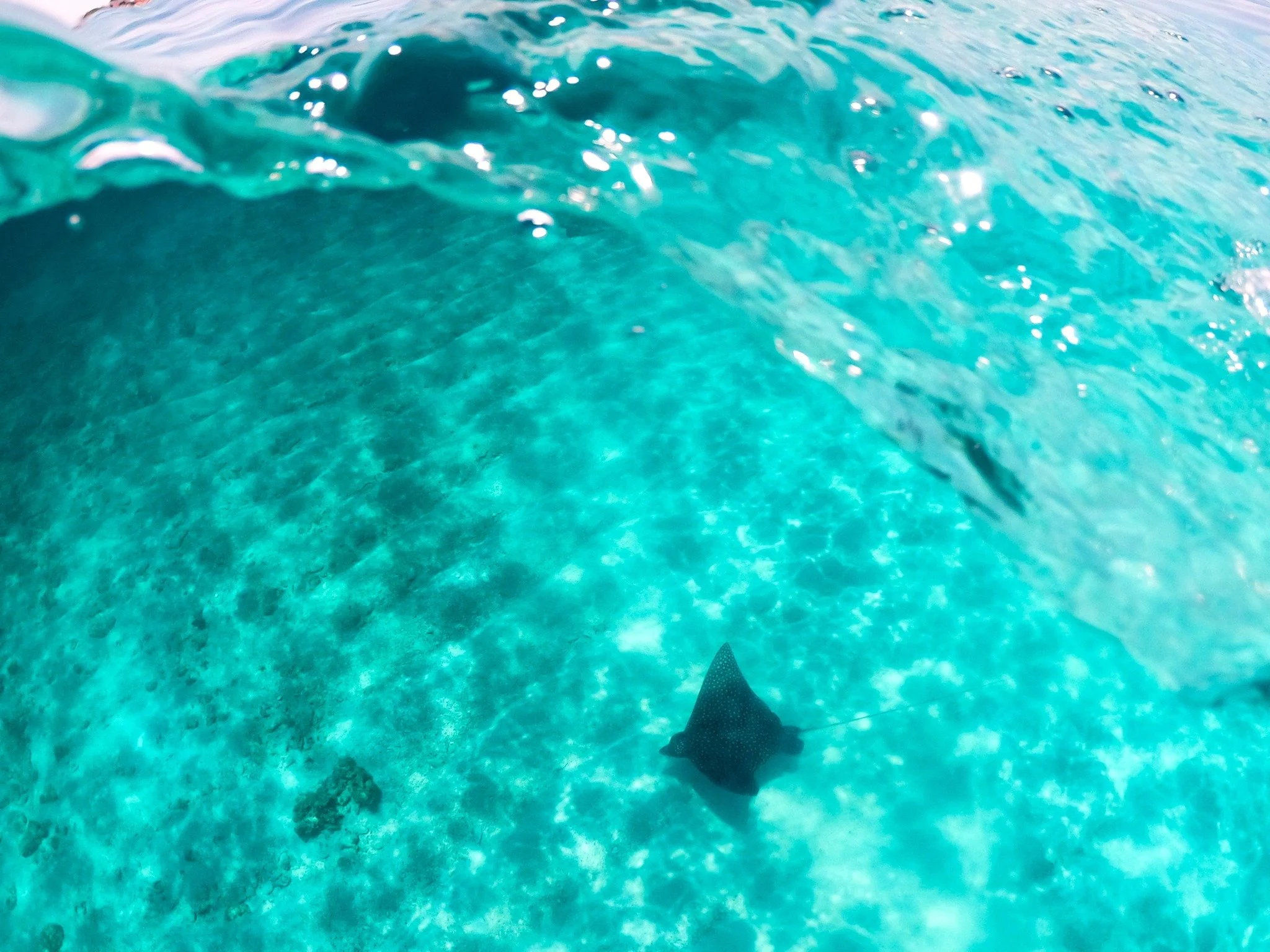 A different world just below the surface 🤿

#SnorkelingTCI #TurksAndCaicos #SillyCreekWaterSports