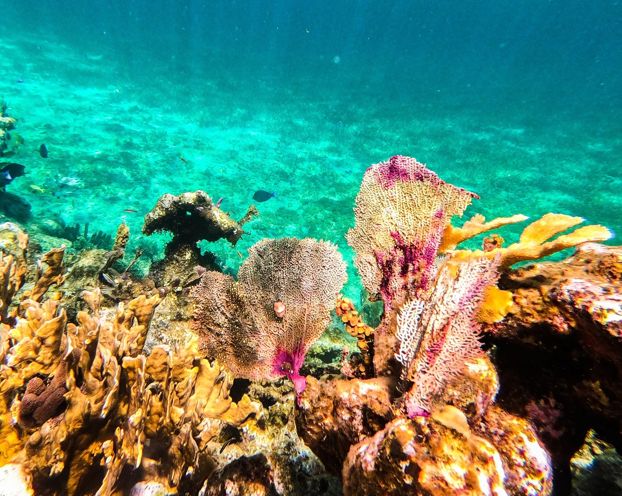 Somewhere between the surface and "wow." 🐠💙
The snorkeling spots out here are the kind you talk about long after your vacation ends.

#TurksAndCaicos #SnorkelingTurksAndCaicos #Providenciales