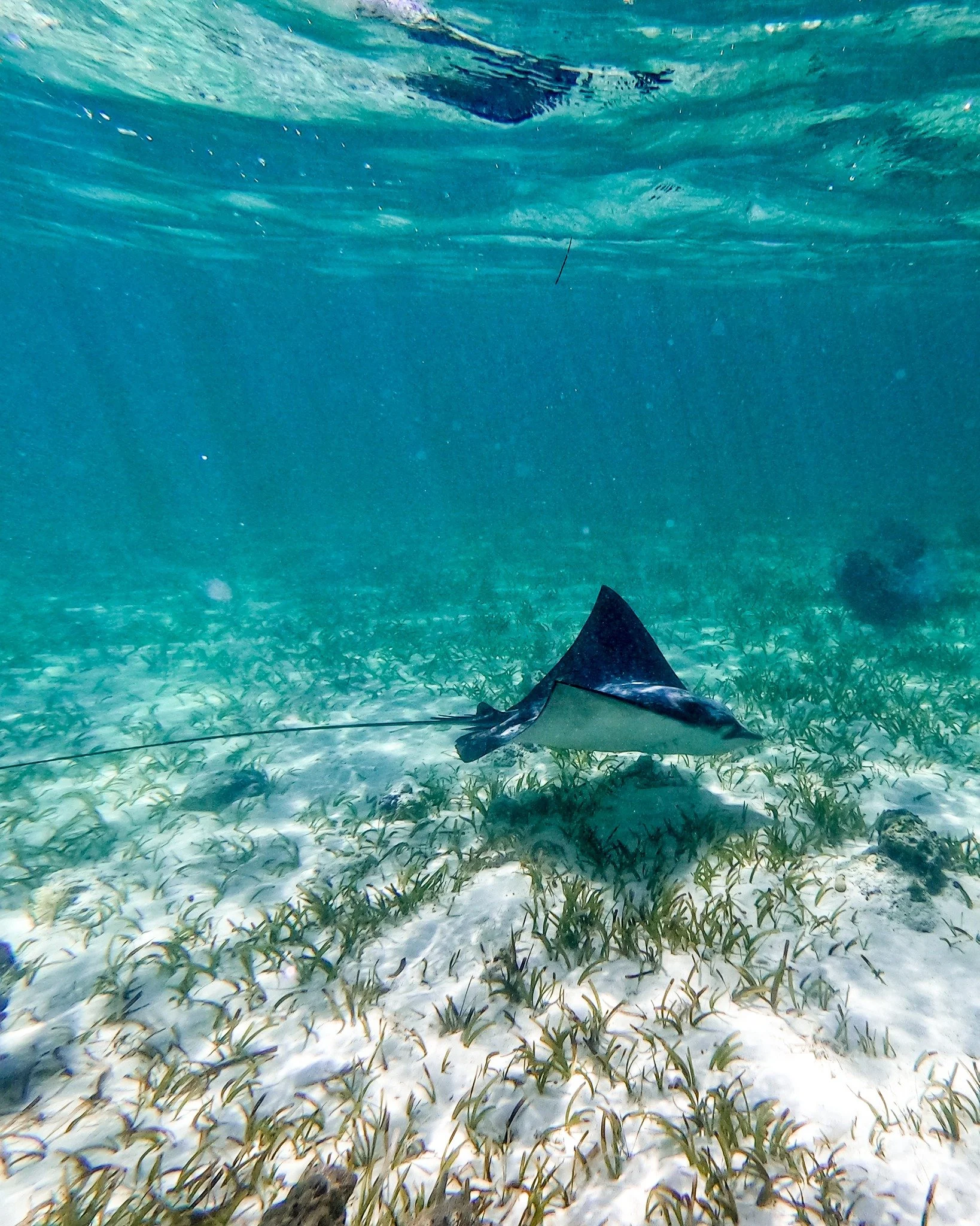 Not all the magic in Turks and Caicos happens above the water. ✨

#TurksAndCaicos #SnorkelingAdventure #Providenciales