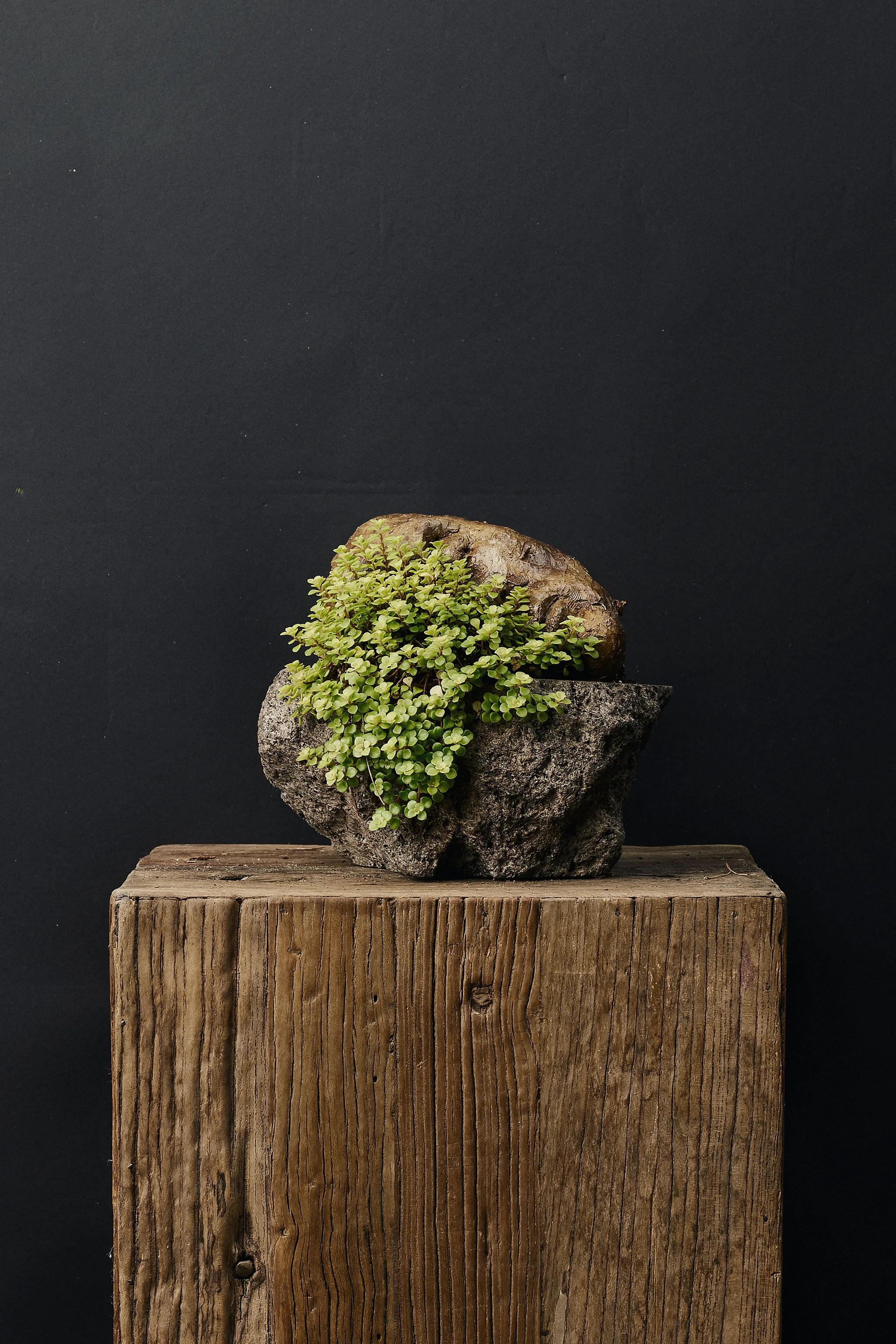 Bearded Face in Planter