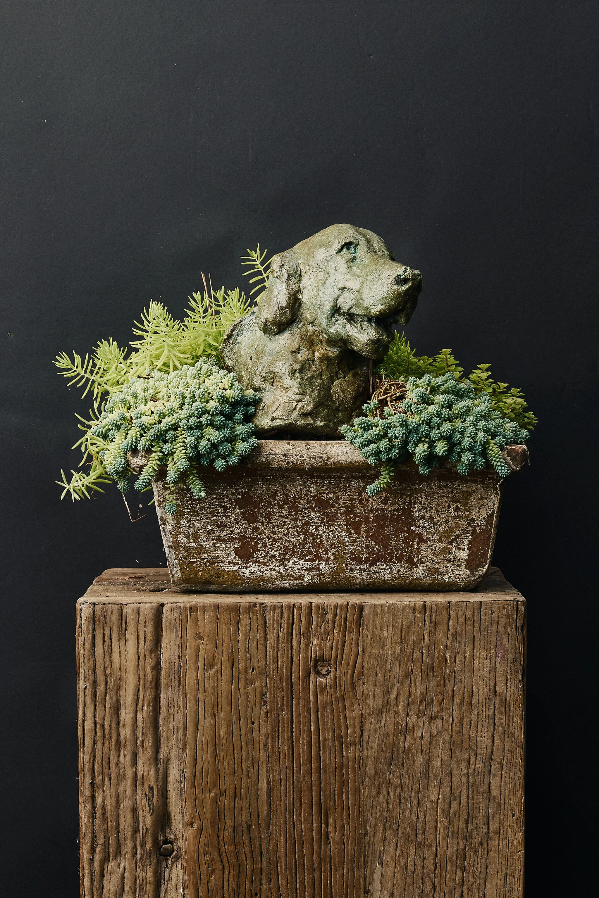 Dog Planter