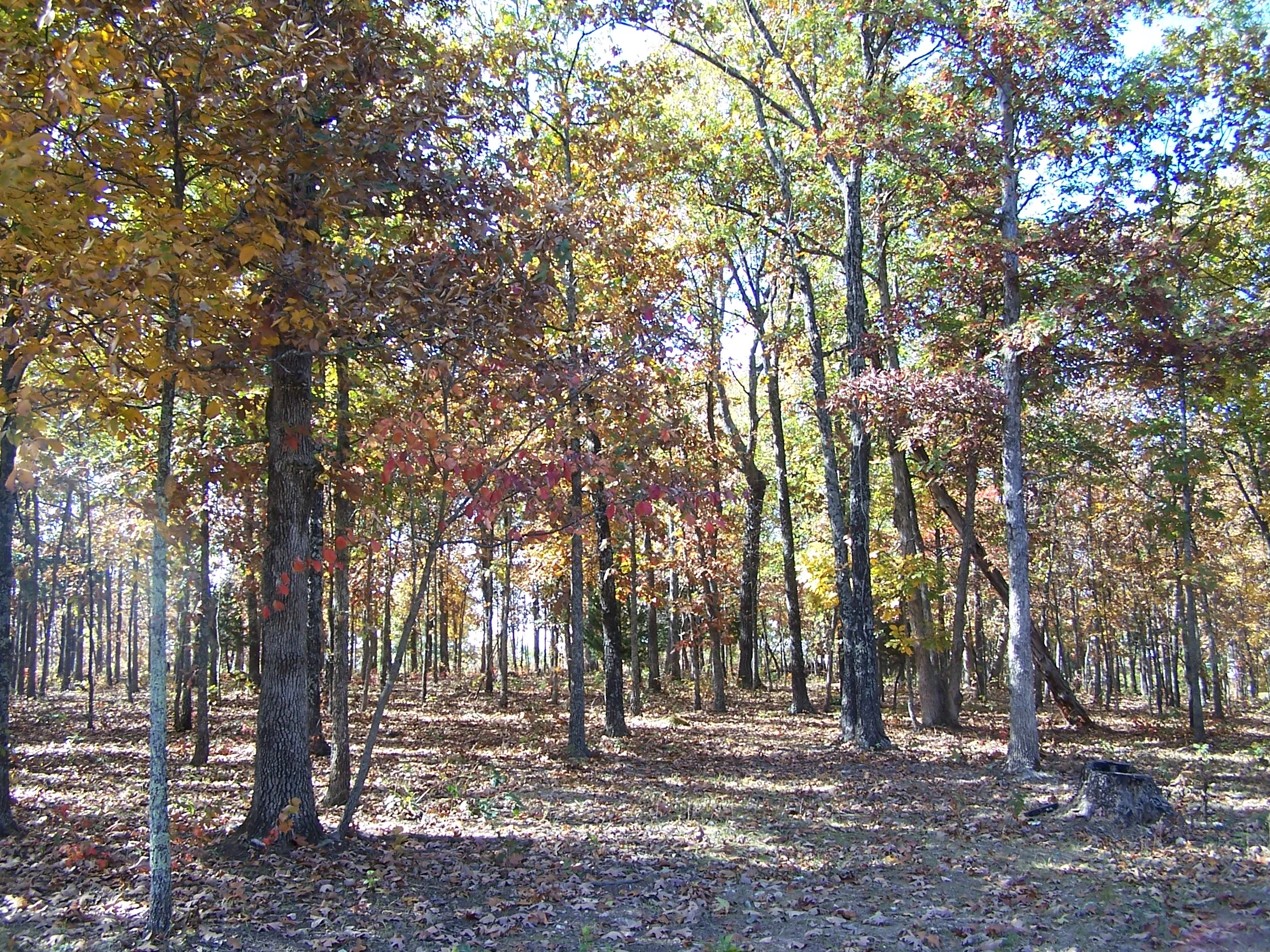 Autumn Oak Ridge.JPG