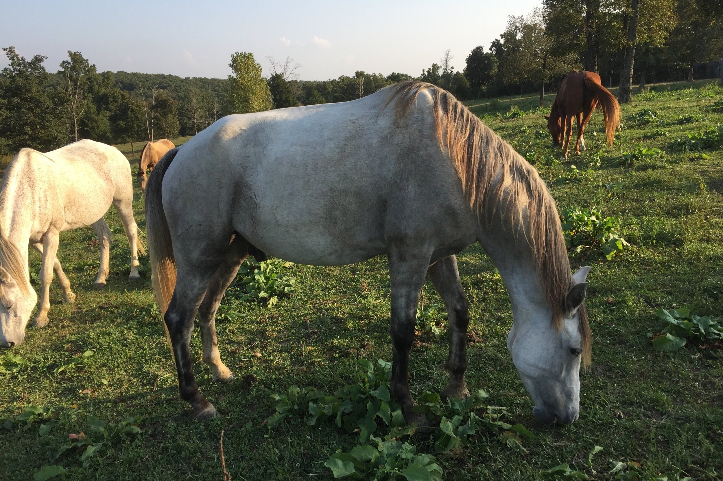 Final Touch's Shadowfax D.Y.