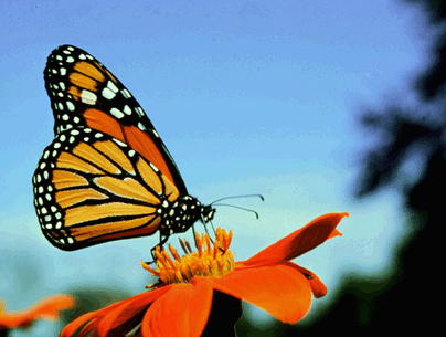 monarch butterfly photo.gif