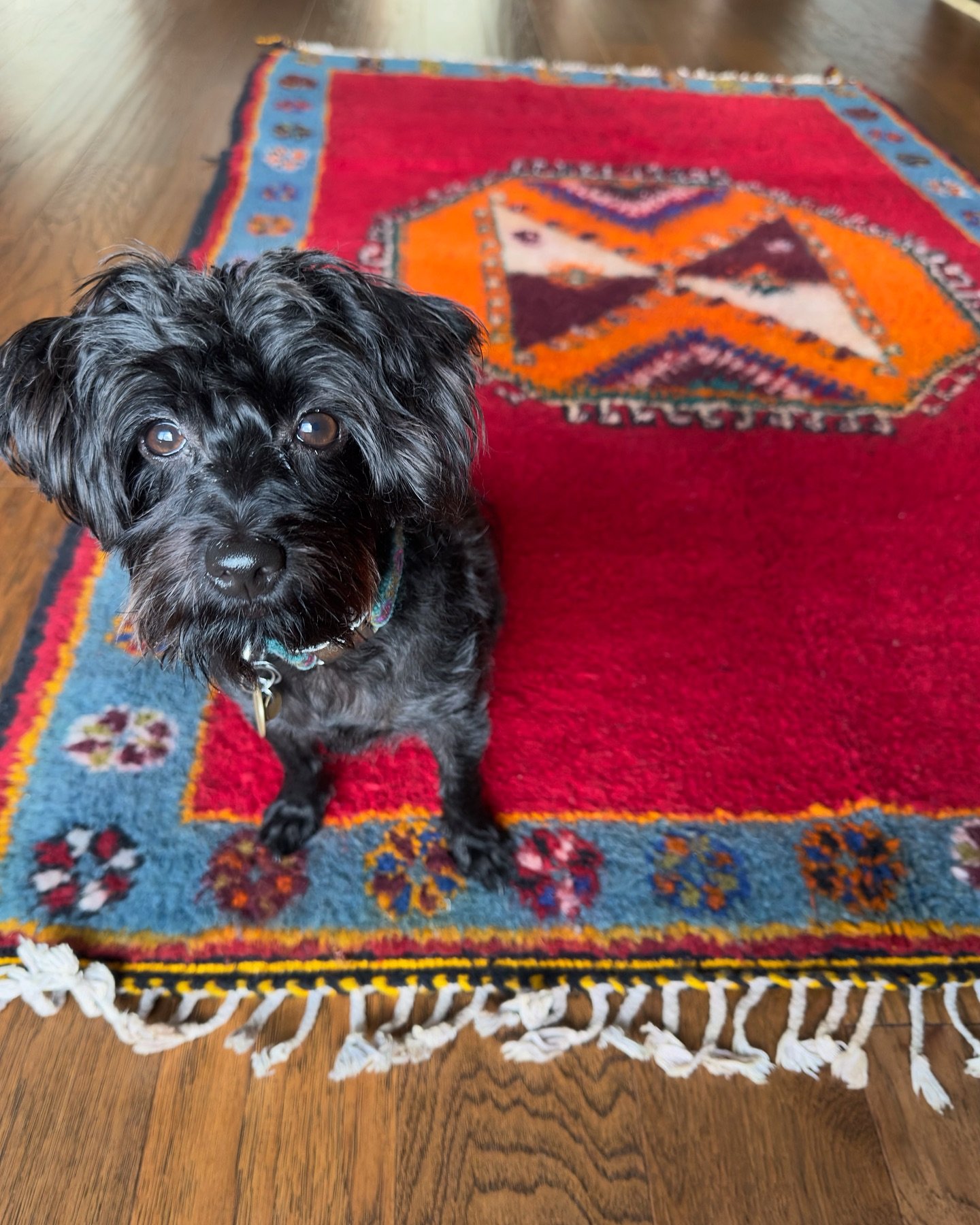 Happy National Dog Day! 🐾 We love to celebrate our furry pals today and every day.&nbsp;&nbsp;

Make sure to give your pupper an extra special treat on this extra special day. And while you&rsquo;re at it, treat yourself and your pup with one of our