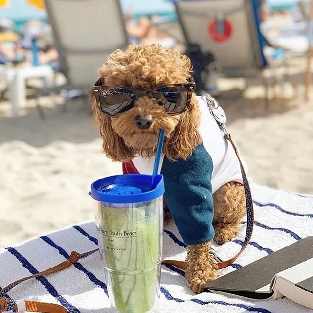Our towels are perfect for pets too. Here&rsquo;s @duncanthemagnificent enjoying the sun on our sailor stripe towel at the @theroyalpalmmiami ☀️