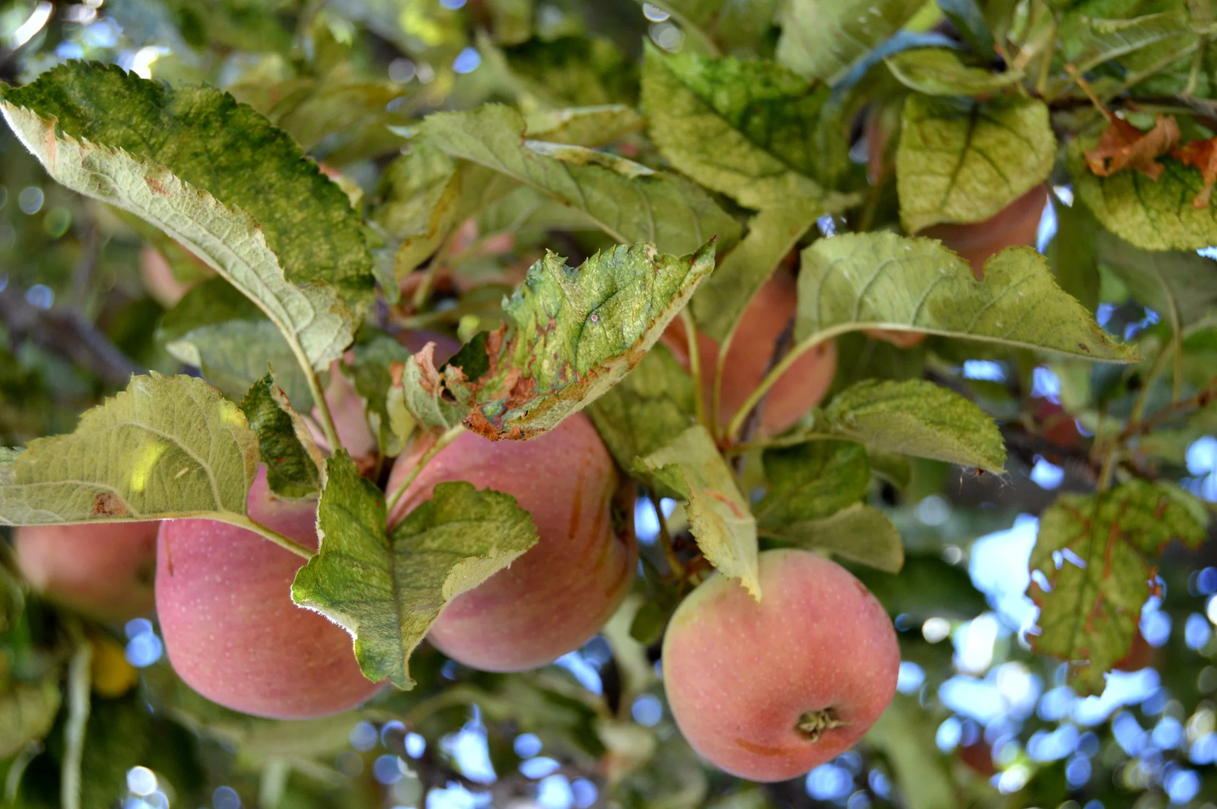 Oak Glen California: Apple Picking 🍎