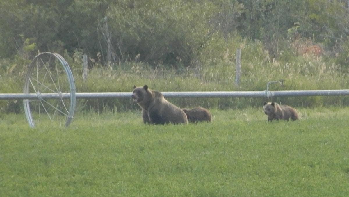 Sow and Cubs across from brents.jpg