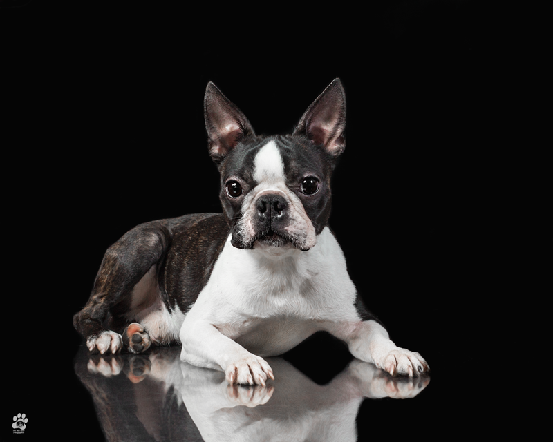 song for loss of dog