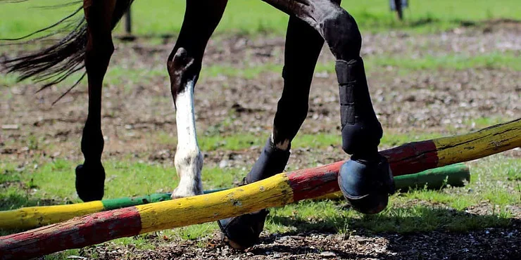 Methods for Rehabbing Horse Joints