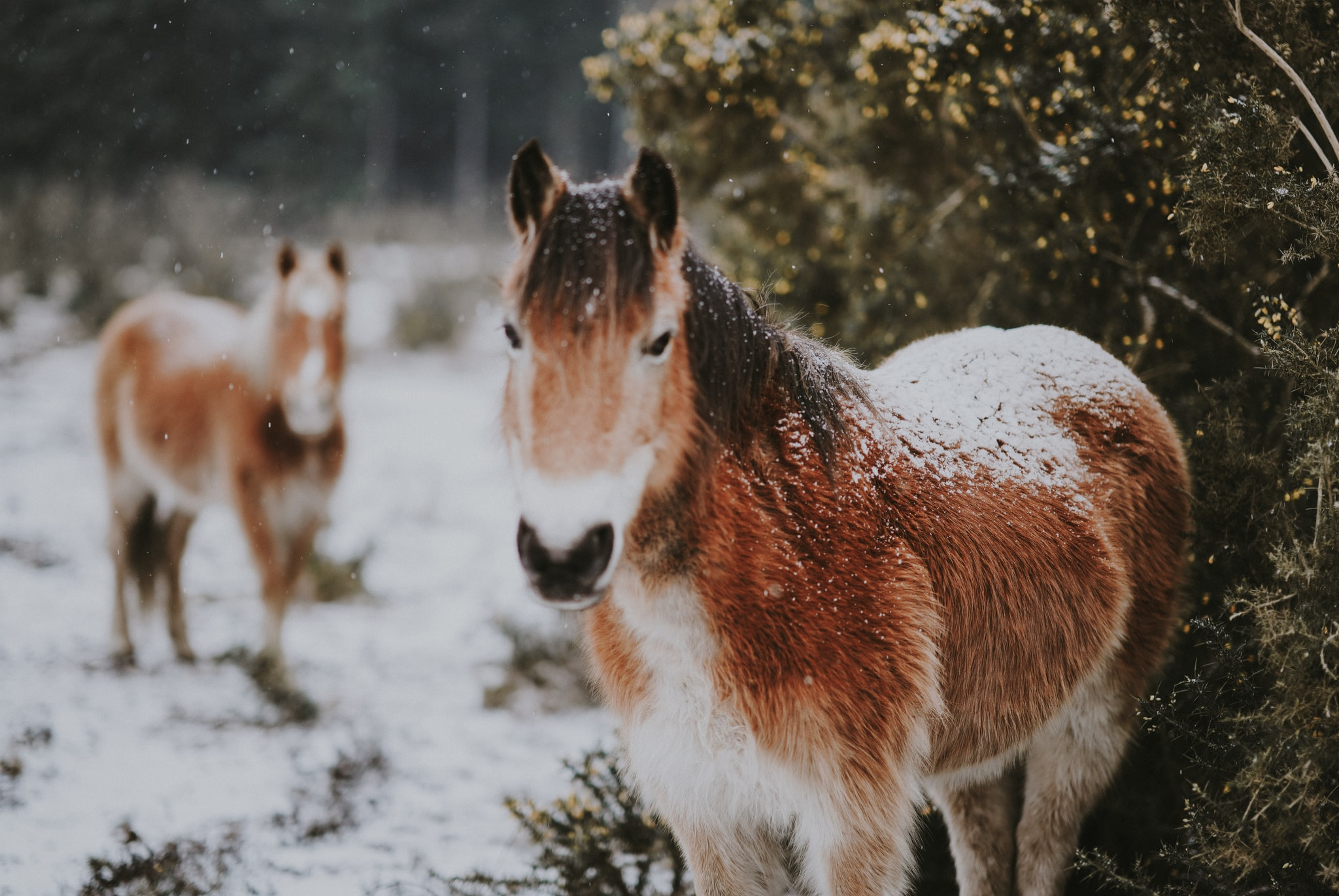Does My Horse Need A Blanket?: Debunking the 5 Biggest Myths About Blanketing Horses