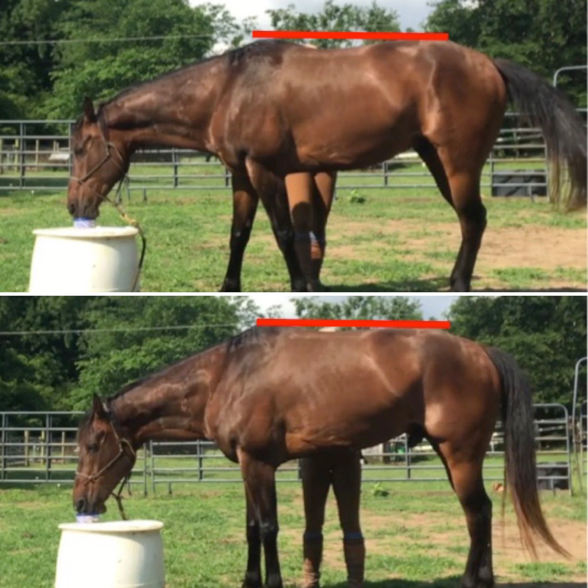 Horse Crunches — Dr. Barbara Parks, PT, DPT, CERP The Horse PT