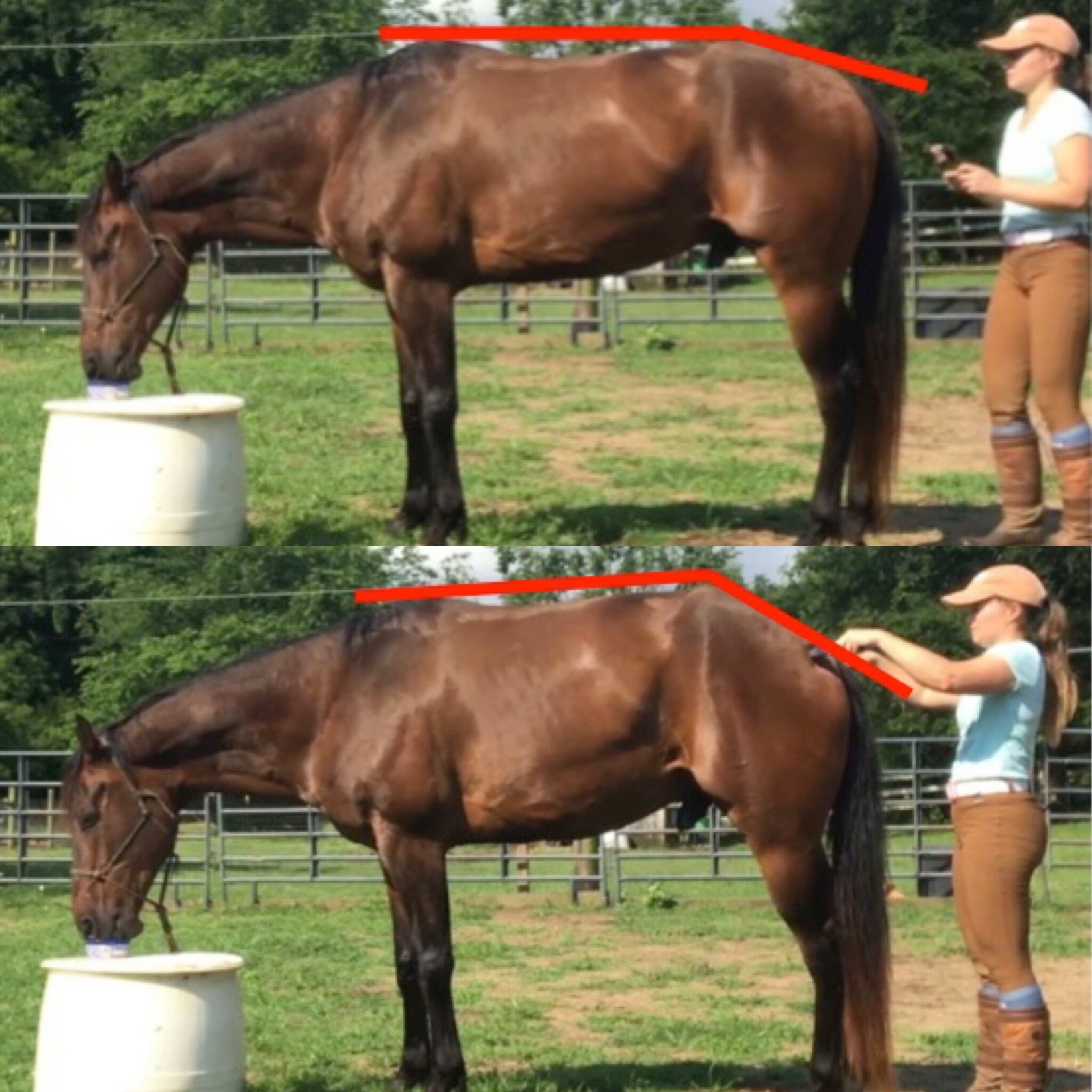 Horse Crunches — Dr. Barbara Parks, PT, DPT, CERP The Horse PT