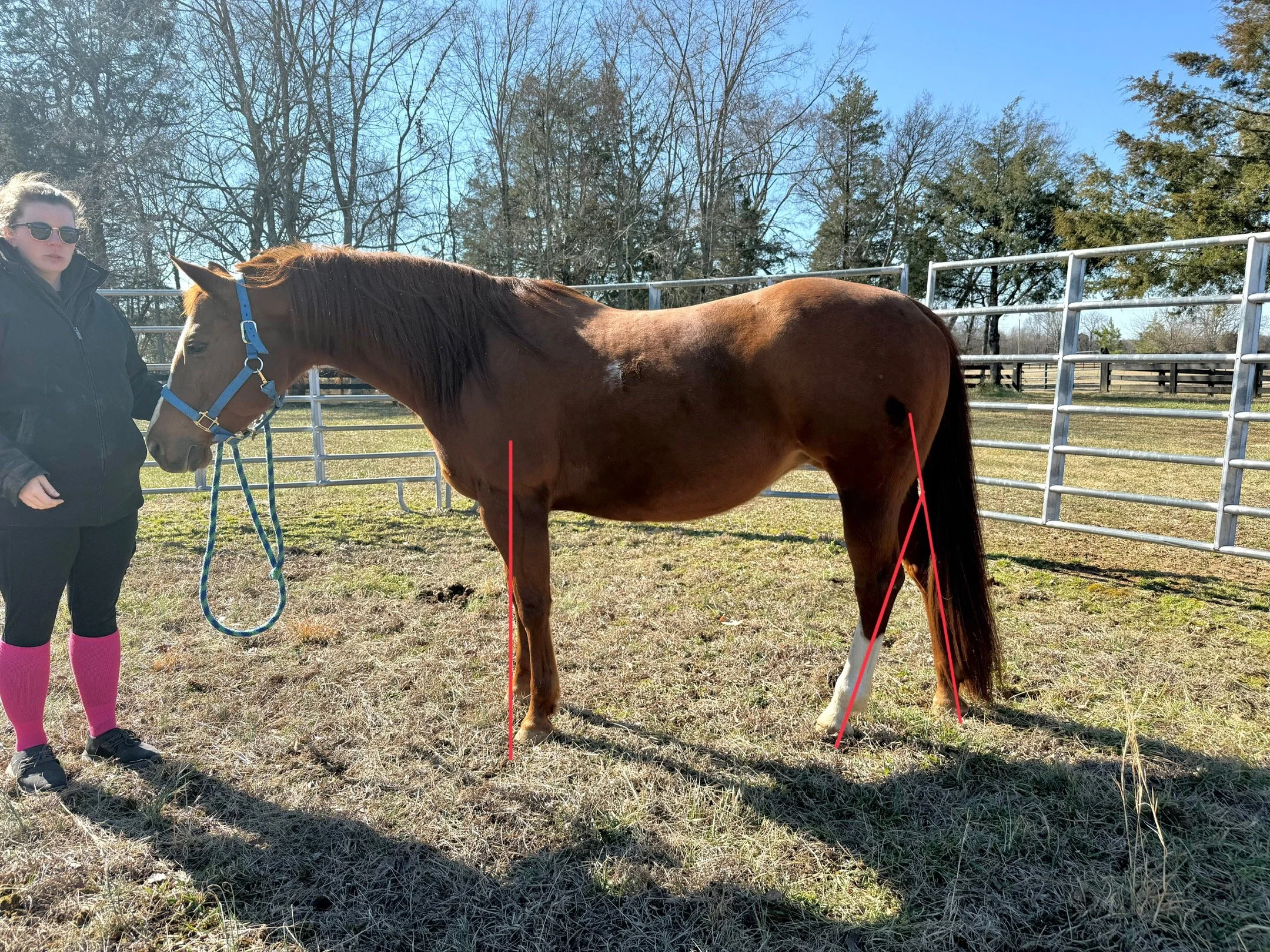 Equine PT Case Study - Hottie
