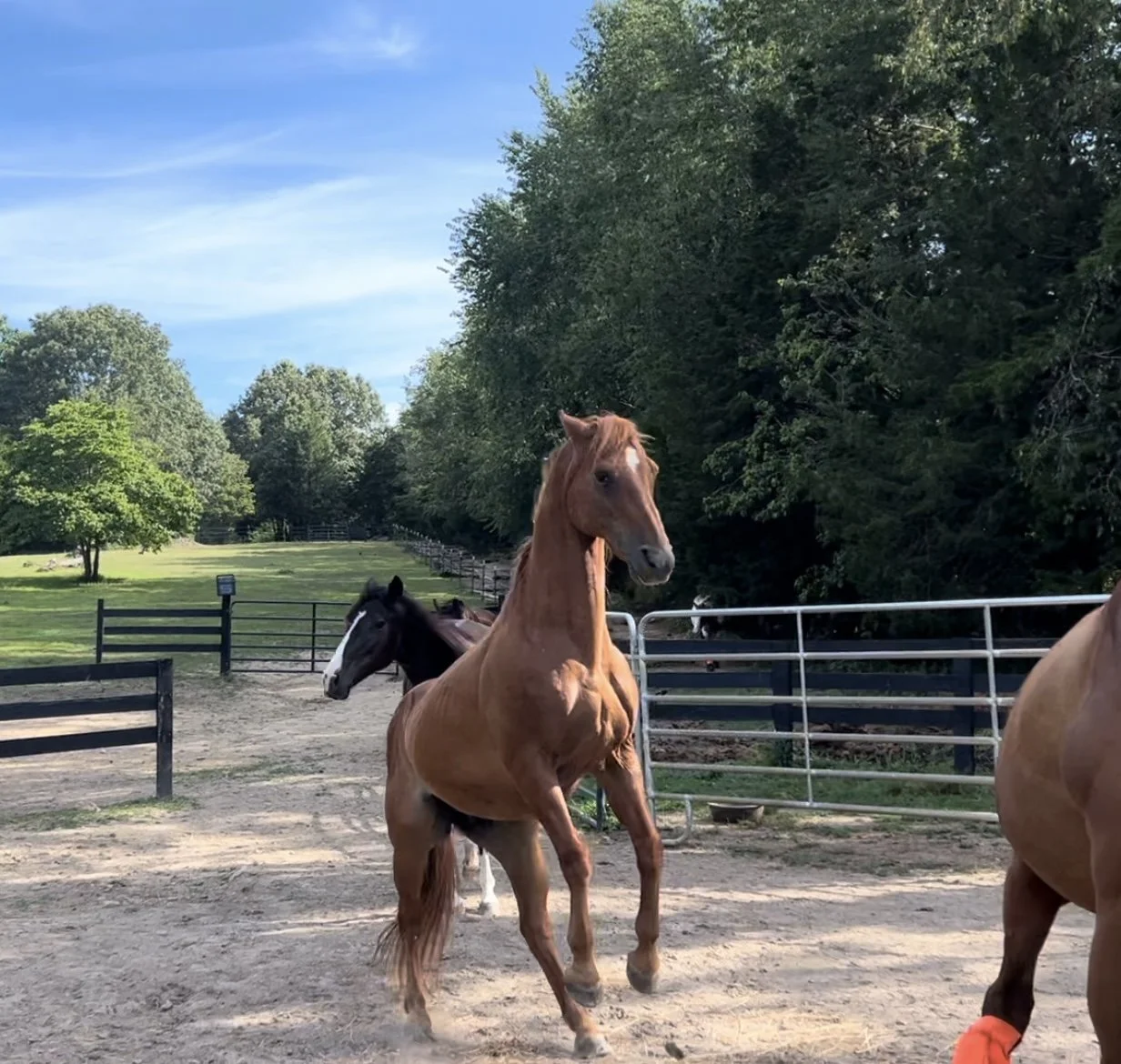 Fresh Doesn’t Always Mean Sound 🐎✨