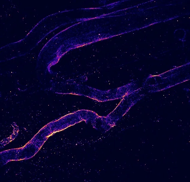 Immunofluorescent image of integrin beta 4 stained on a mammary fat pad from a virgin mouse