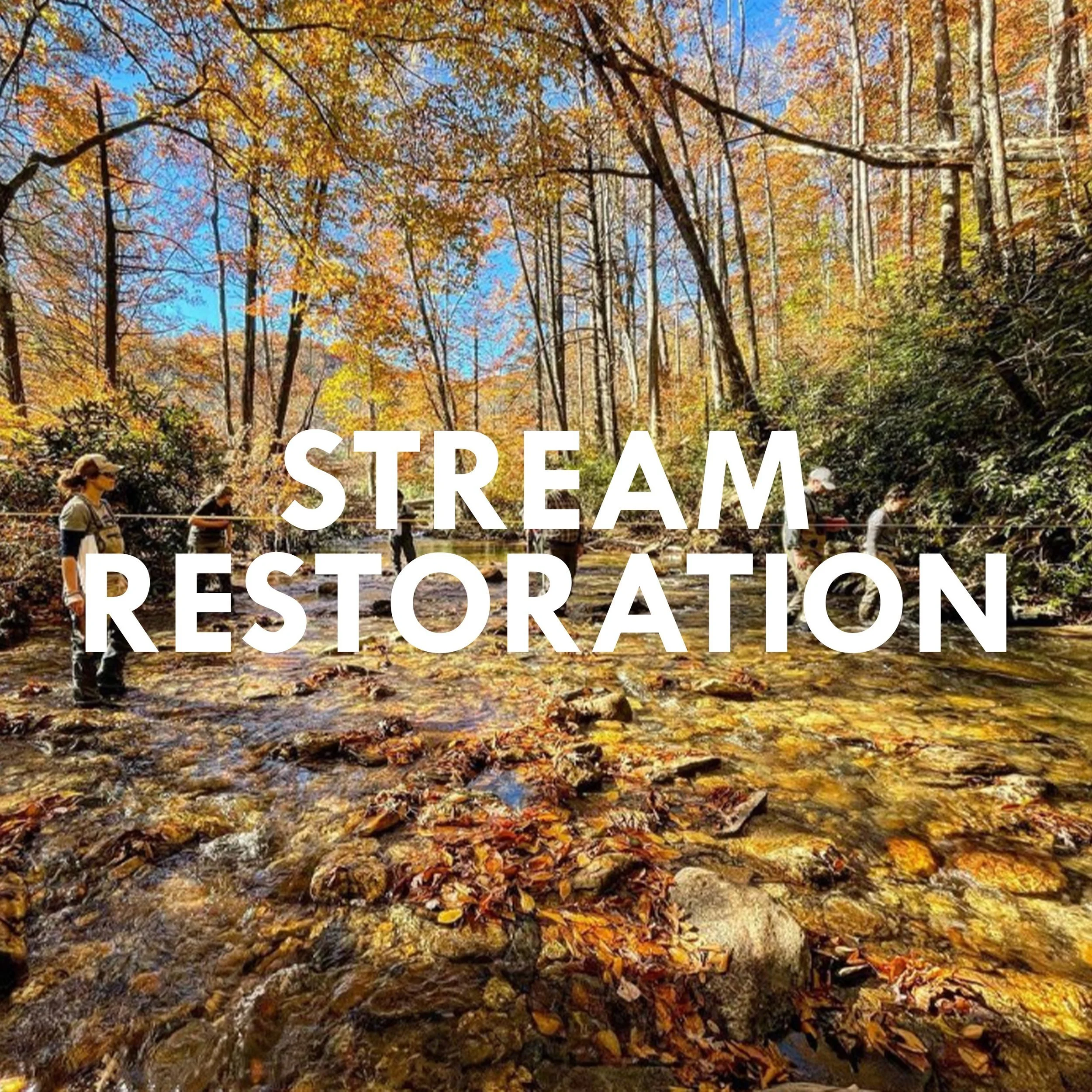 Thorpe Landscapes Landscaping in North Carolina