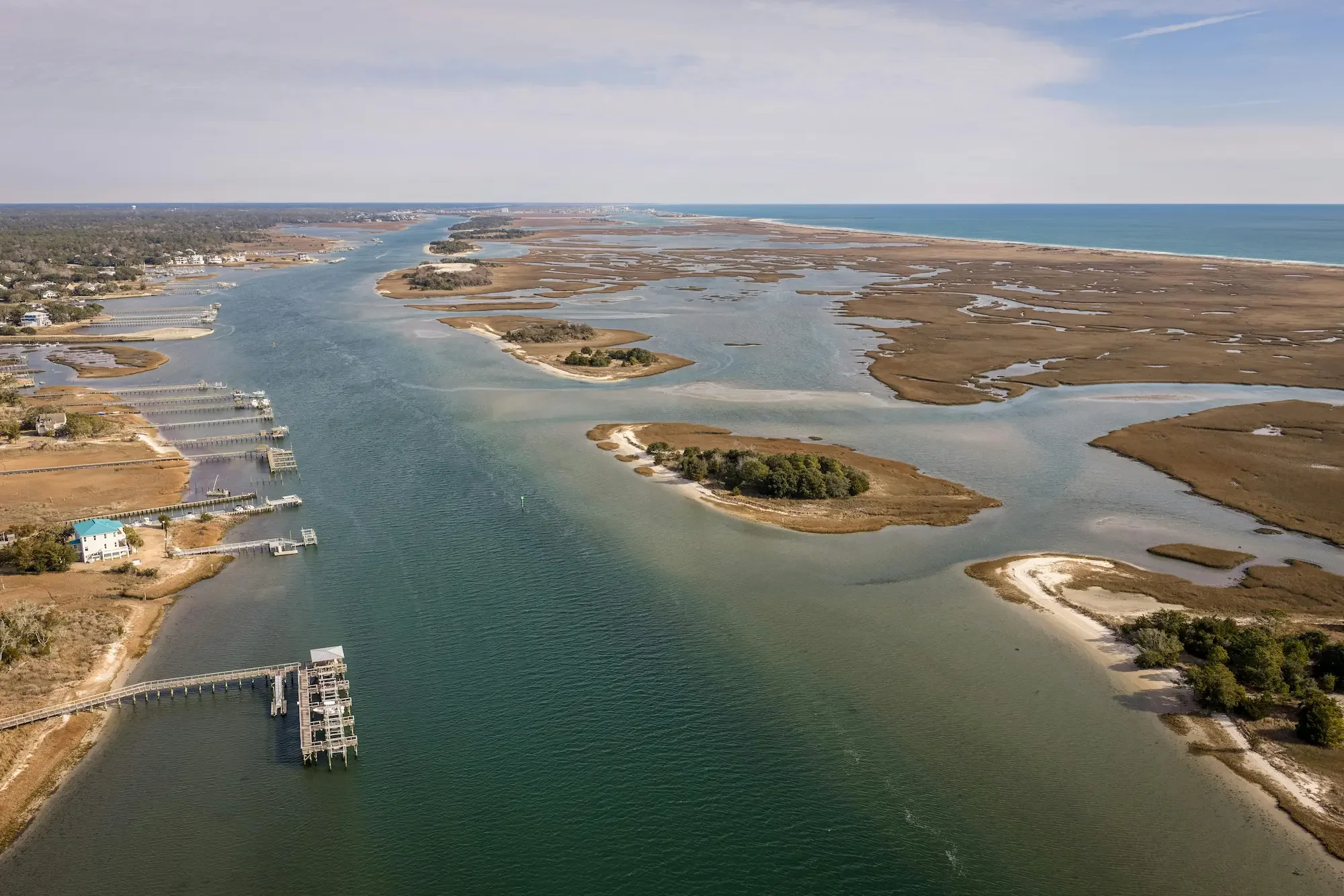 12 Plants That Won't Die at the Beach (Wilmington Coastal Landscaping Guide)