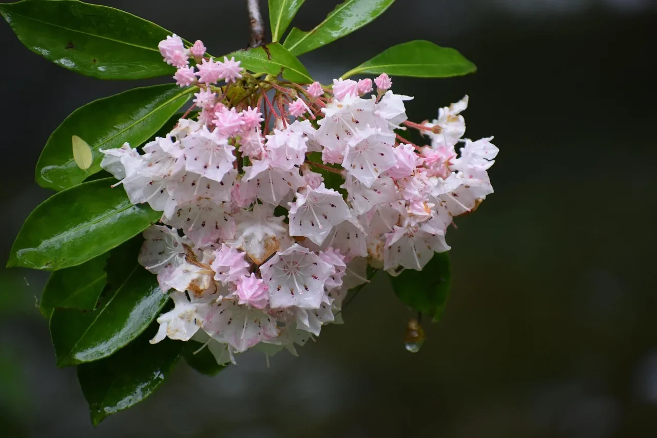 04b-mountain-laurel-alt.webp