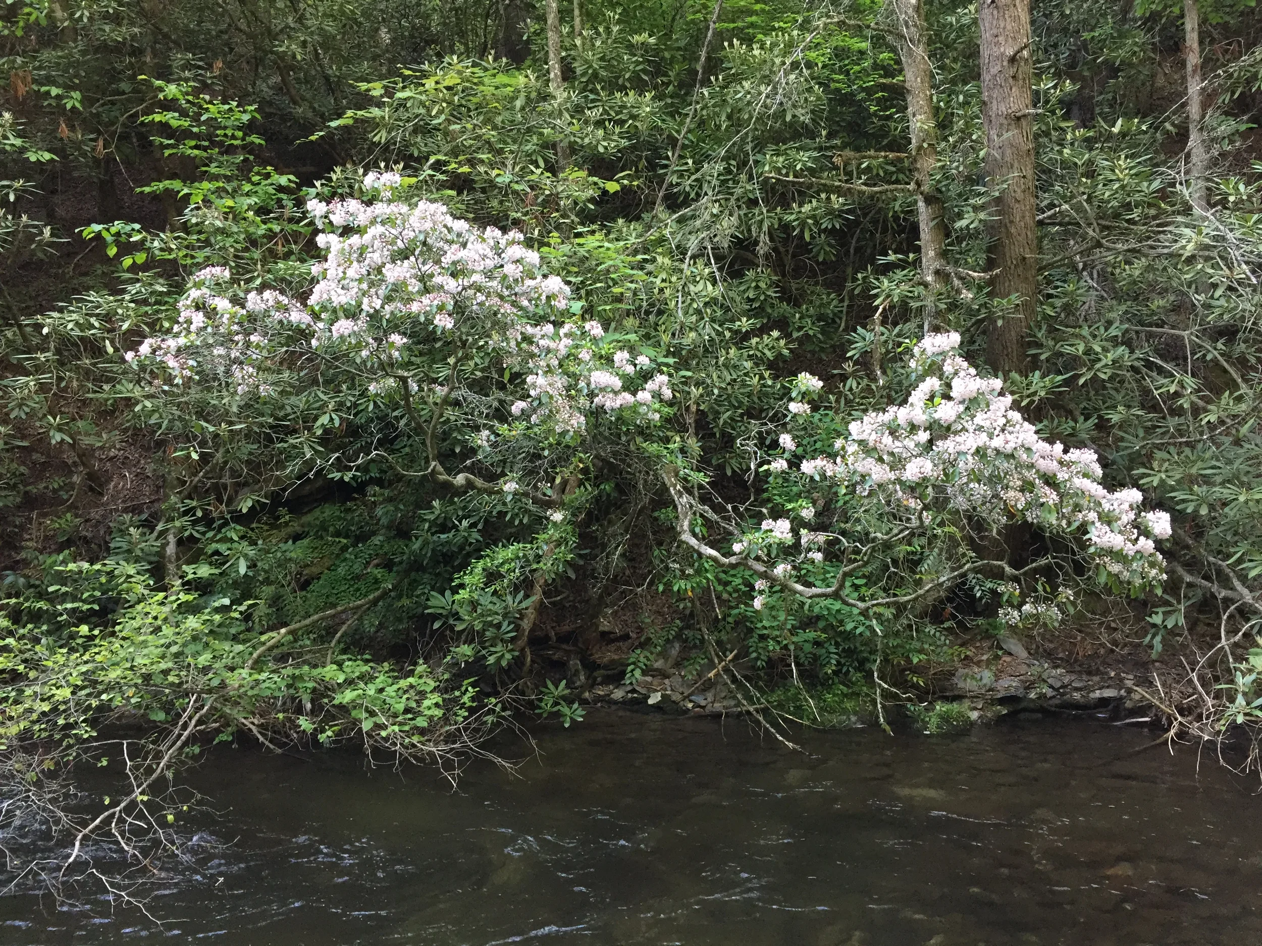 04-mountain-laurel.webp