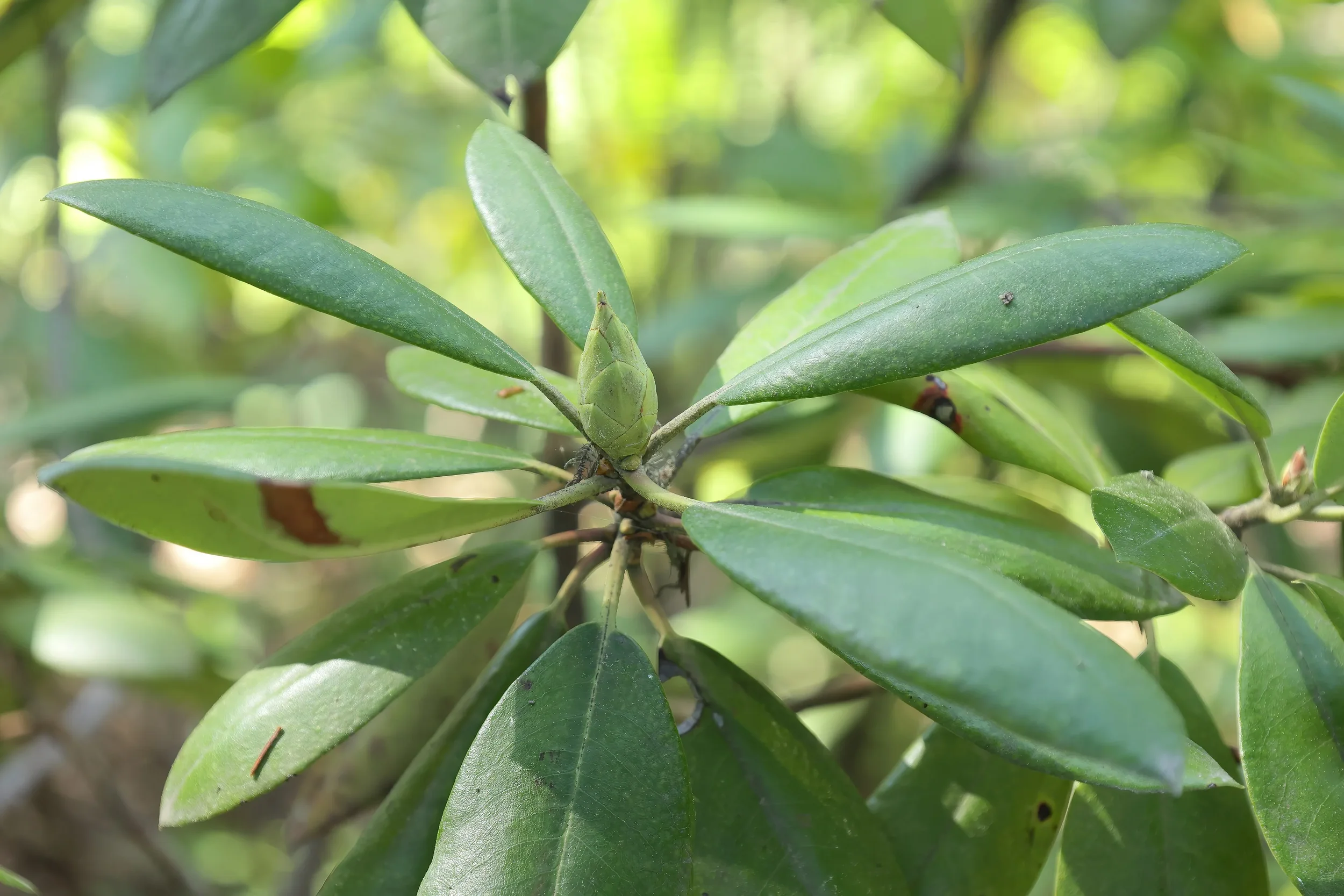 05b-catawba-rhododendron-alt.webp