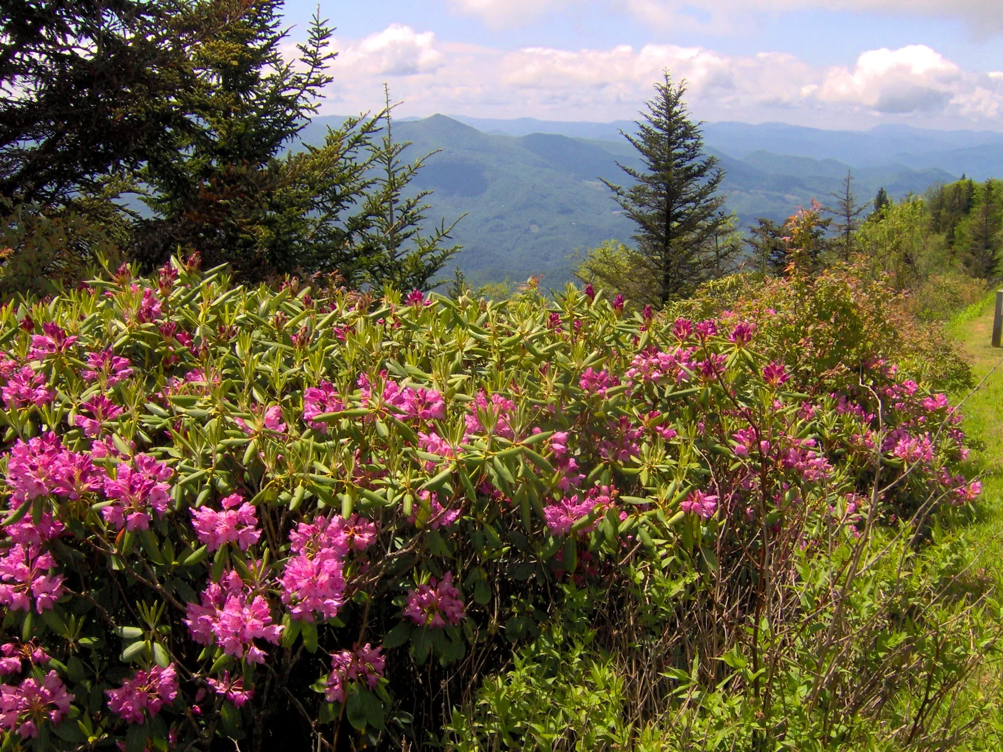 05-catawba-rhododendron.webp
