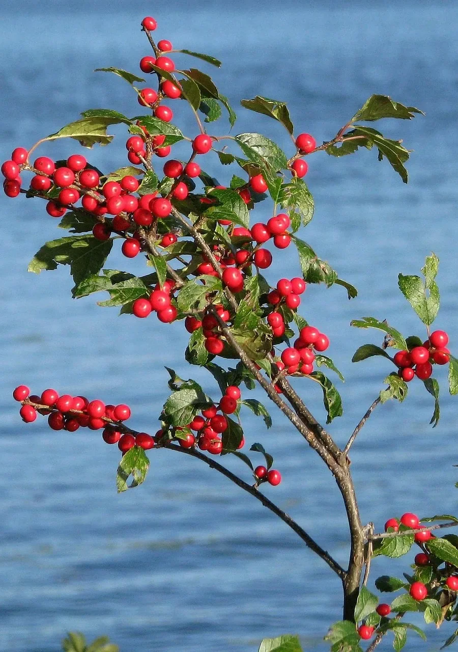 07-winterberry-holly.webp