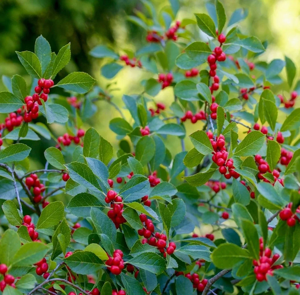 winterberry-holly-bush.webp