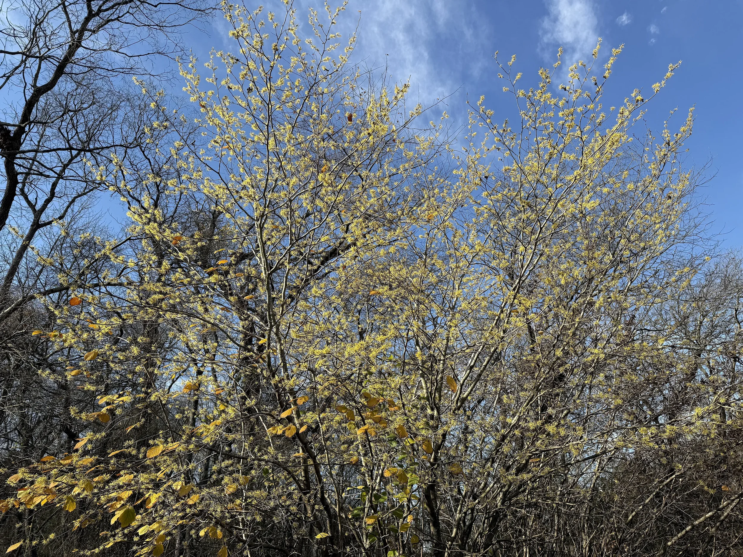 08-witch-hazel.webp