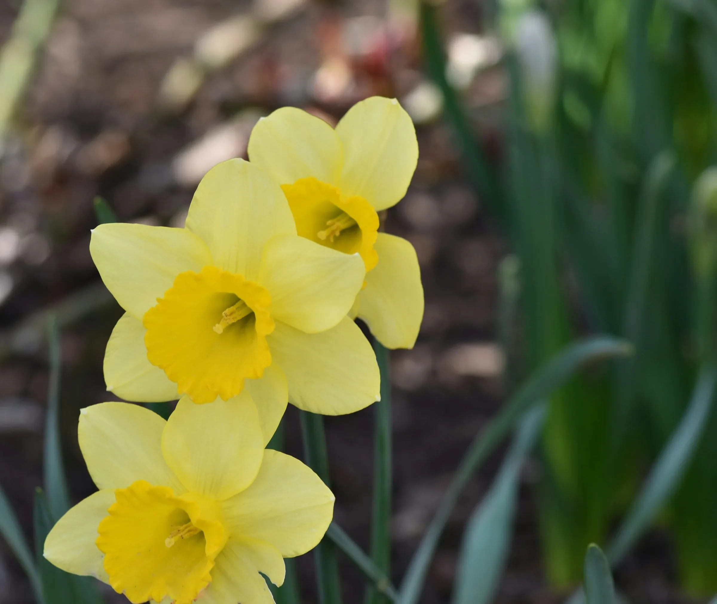 12-daffodils.webp