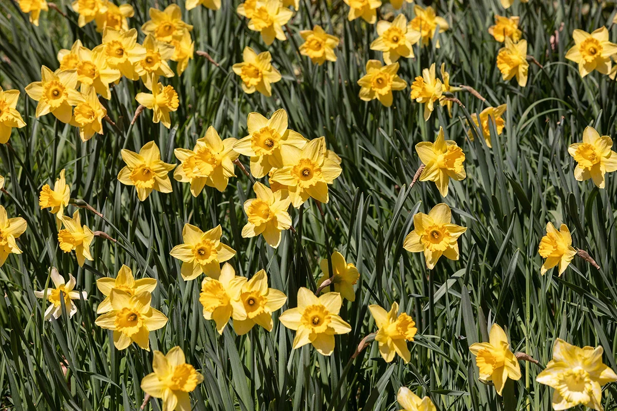 daffodil-nc.webp
