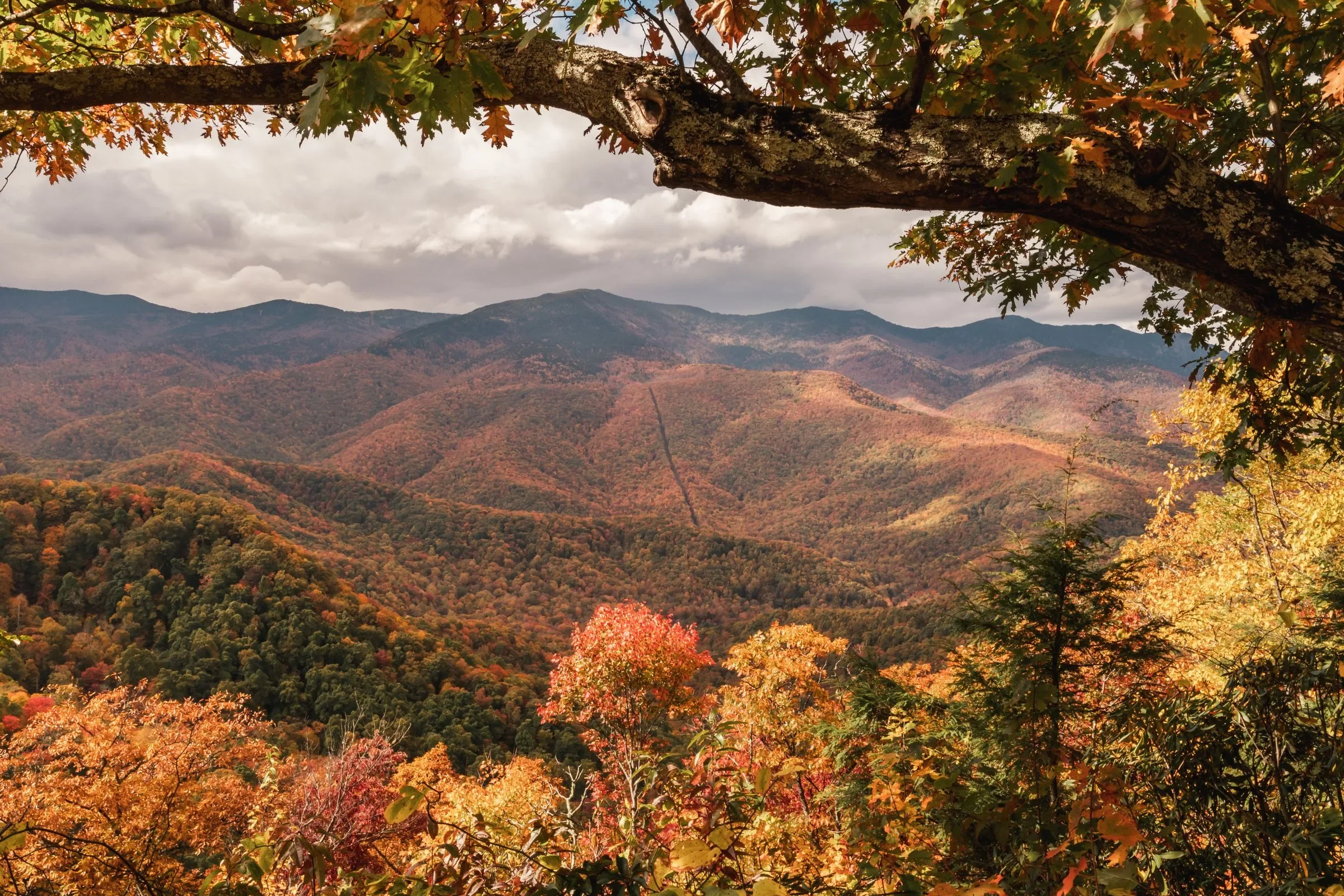 Fall Planting Guide for Asheville NC: What to Plant &amp; When
