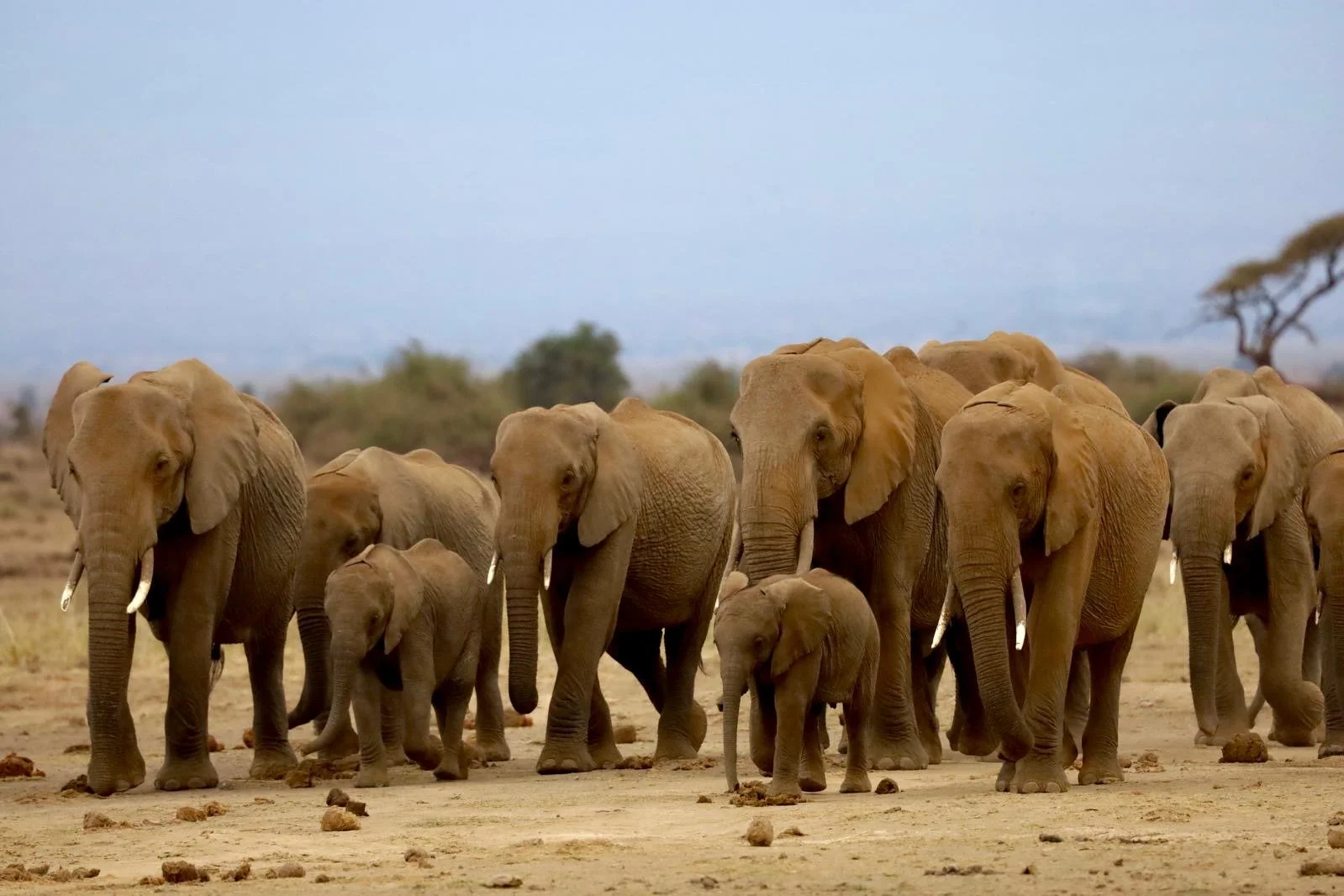 Kenya Safari FULL PAY: July 26-August 2, 2026