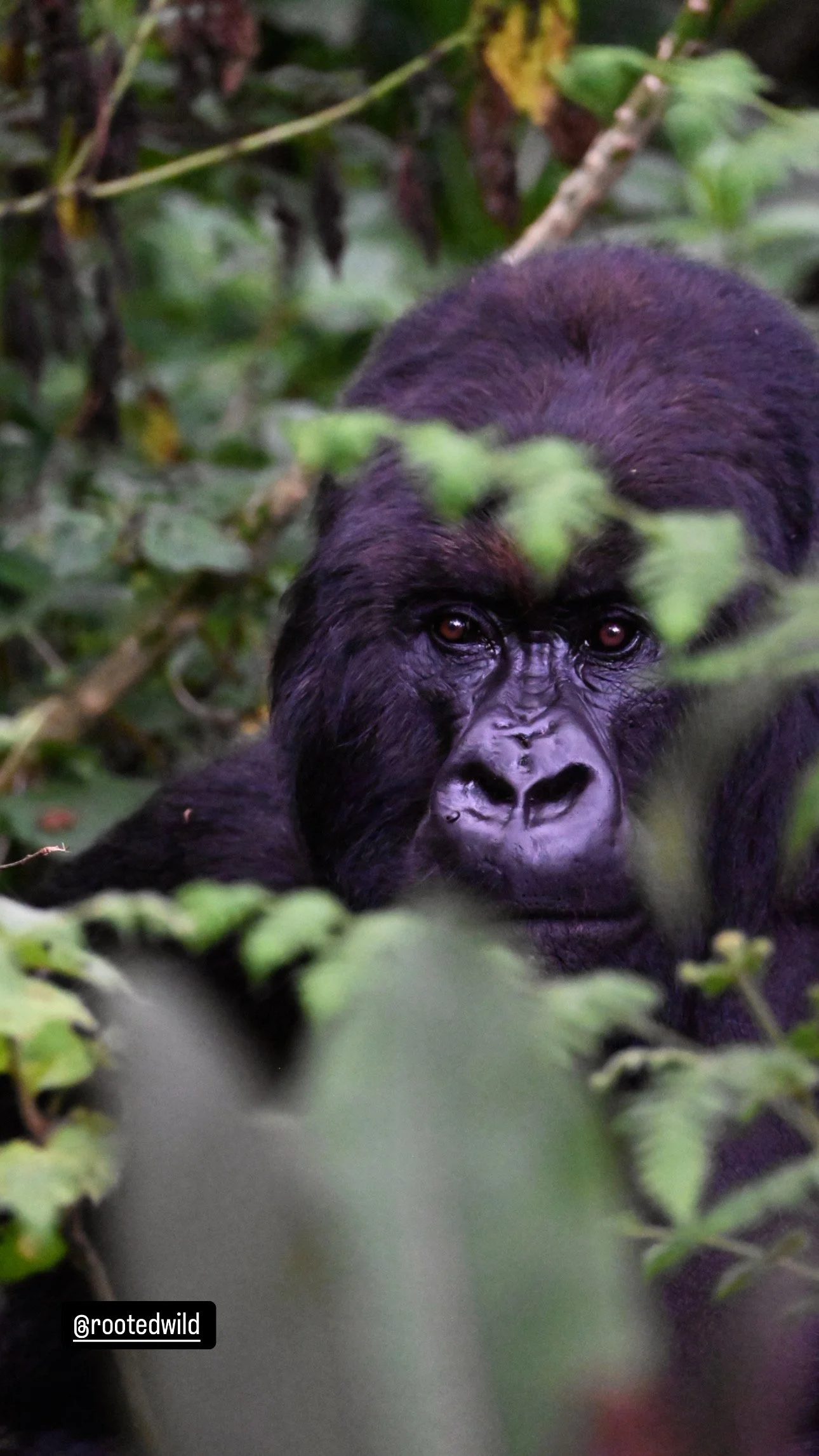 Rwanda/Uganda FULL PAY: January 9-16, 2026