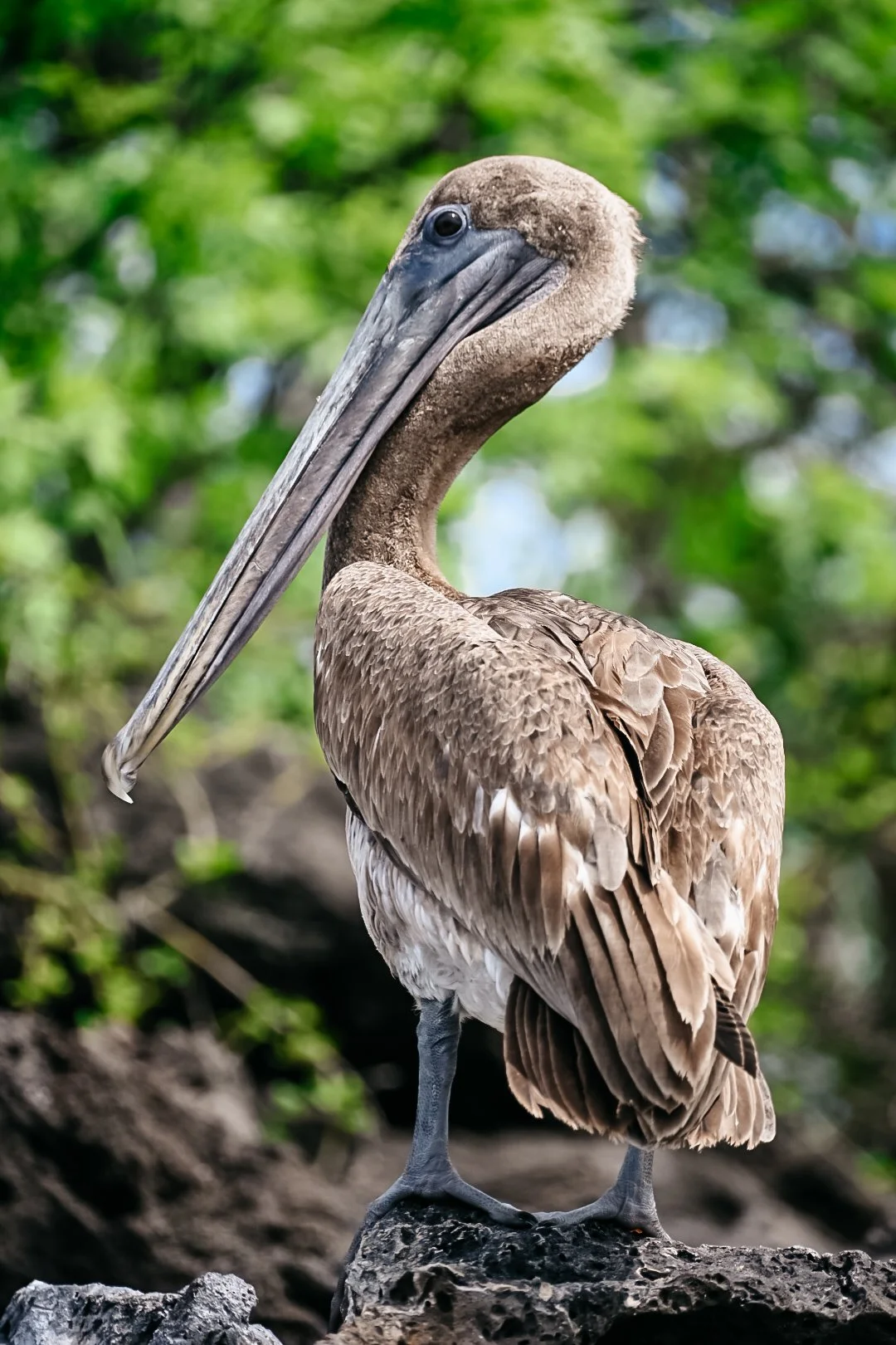 TLL_6944 2.JPG