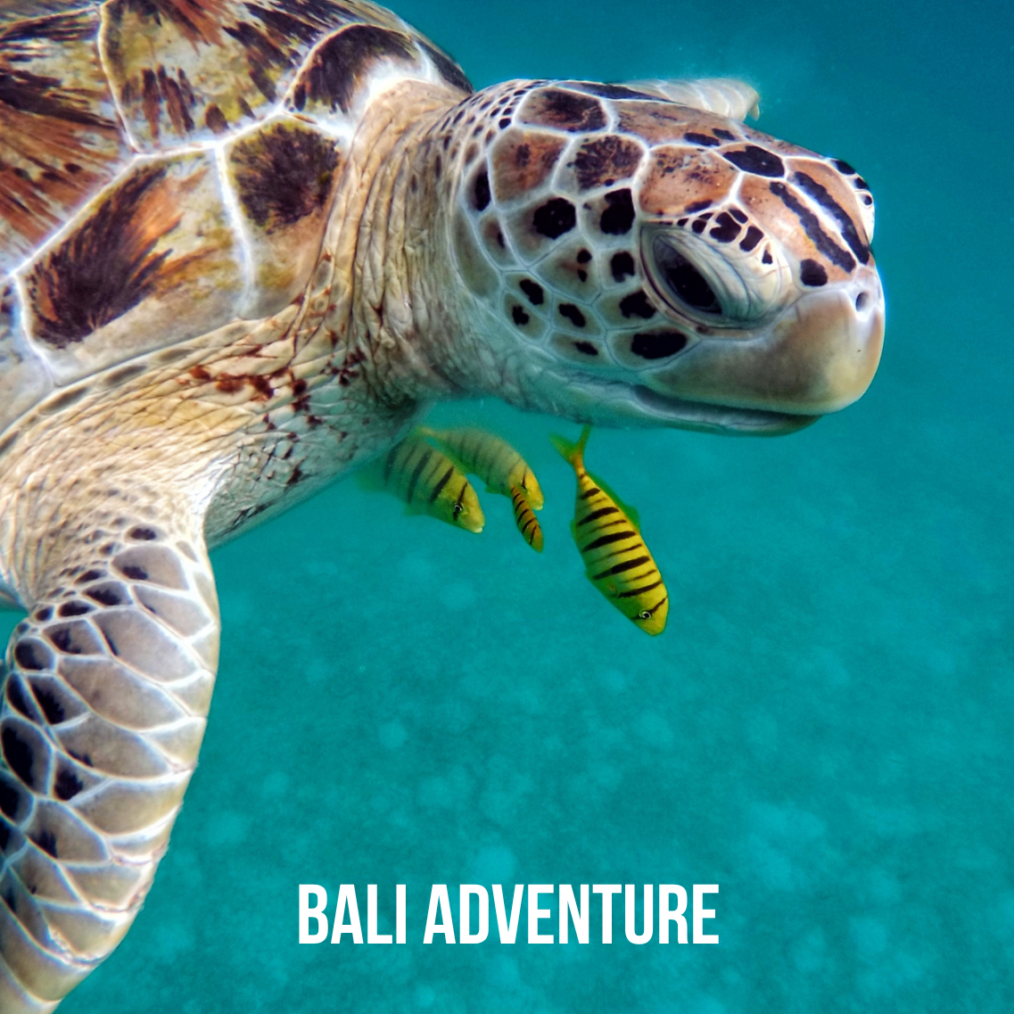 Bali Adventure, November 3-10, 2026. Trip Leader: Amelia